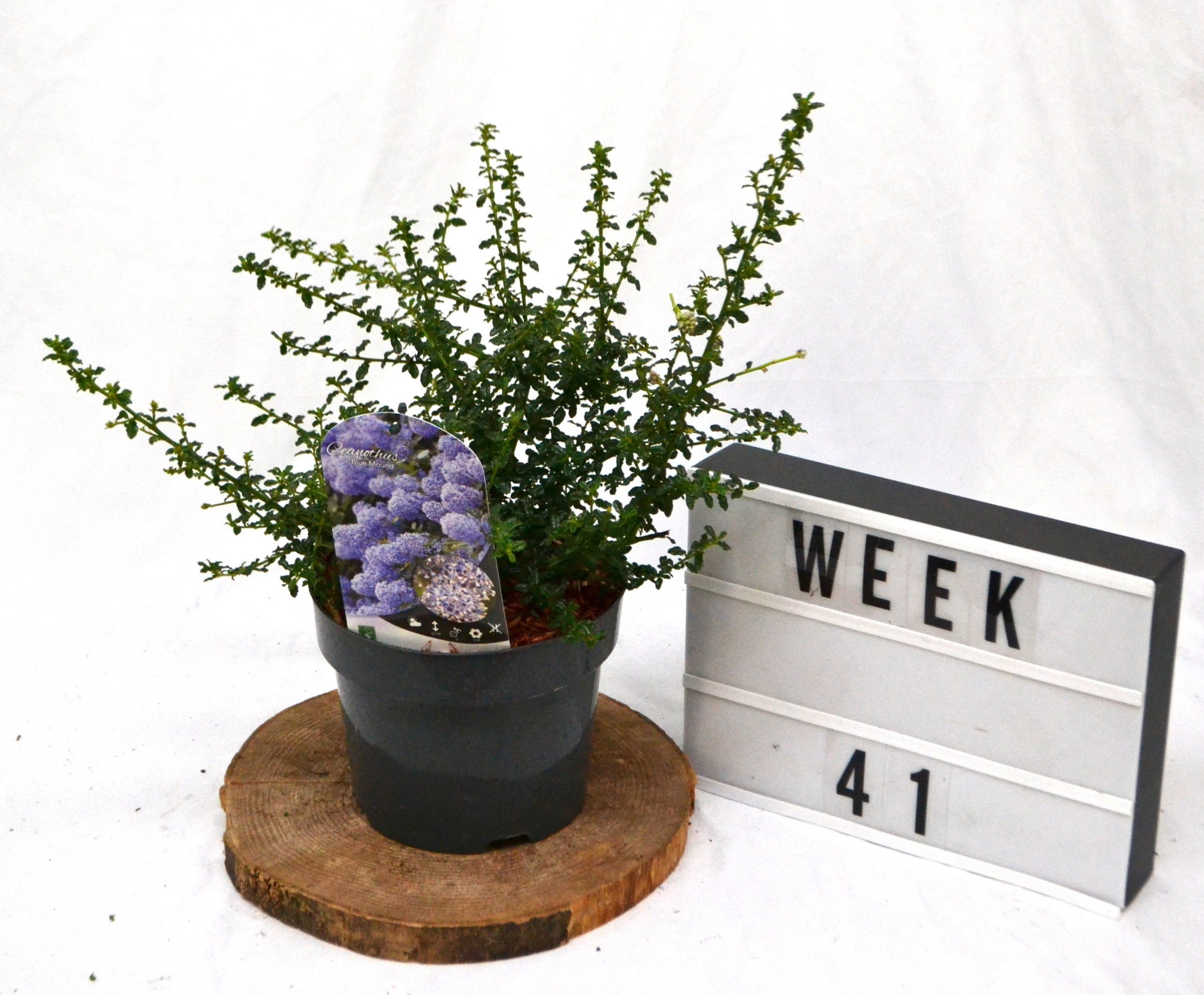 Ceanothus 'Blue Mound' C3, D 19 cm