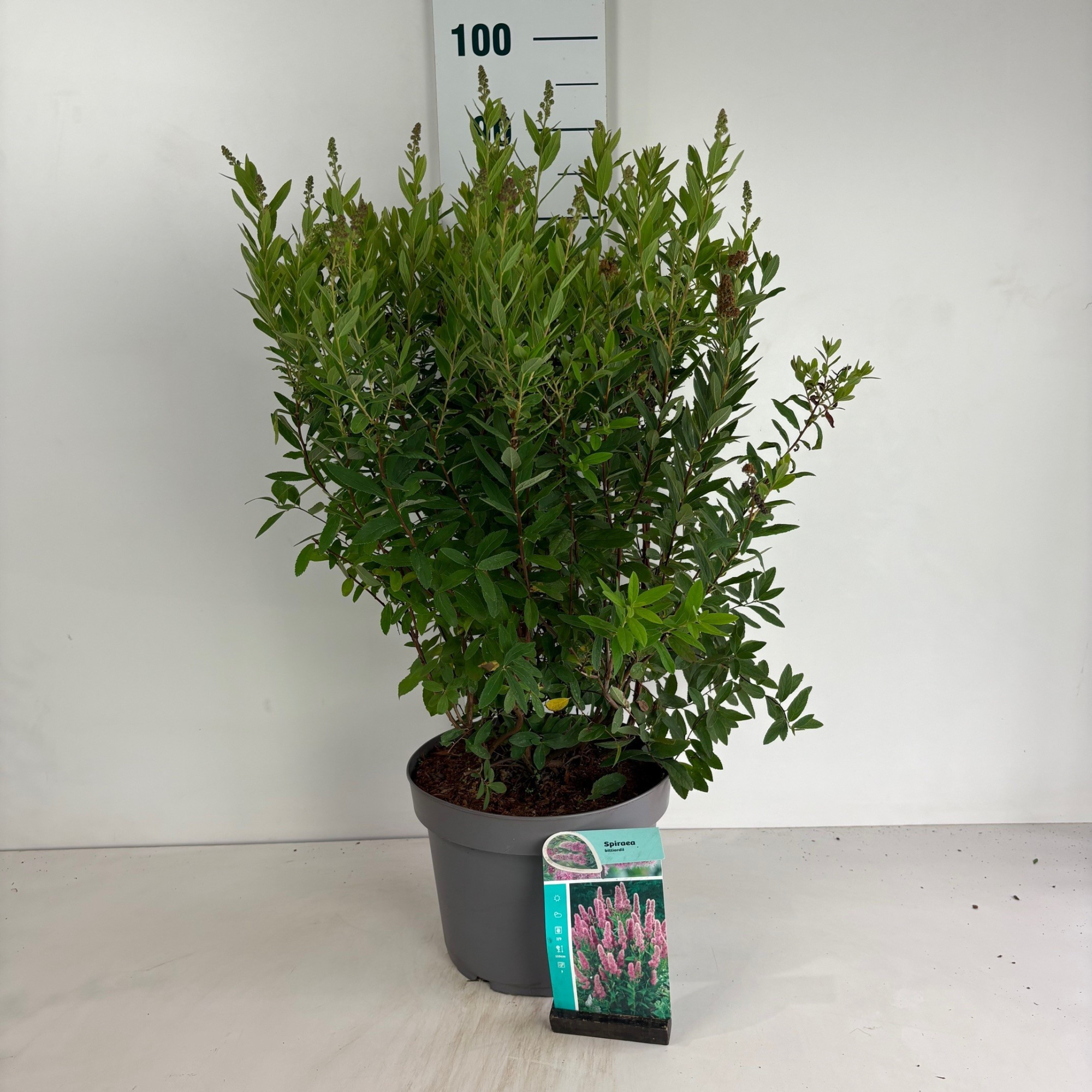 Spiraea billardii, D 29 cm