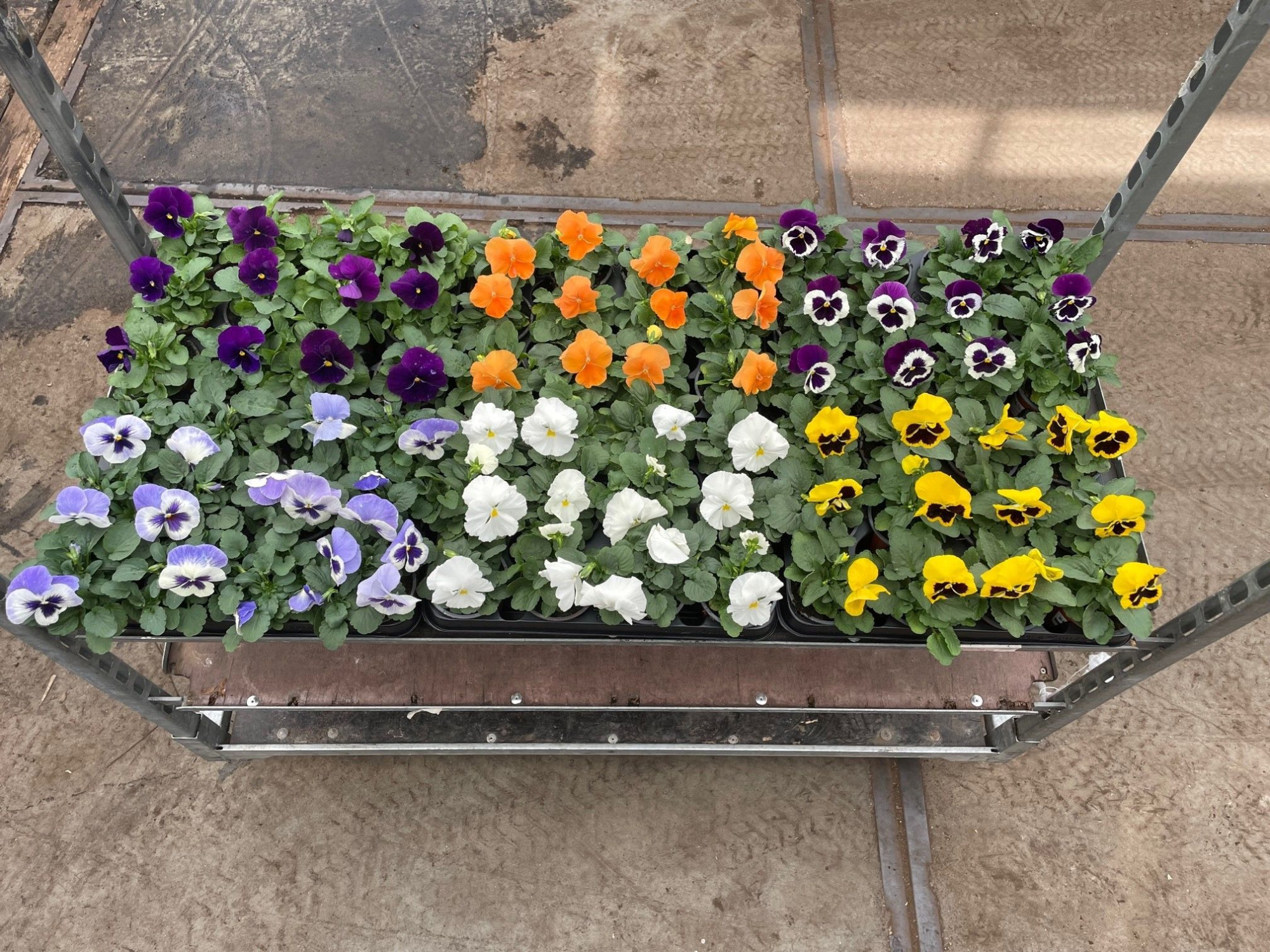 Viola F1 mixlaag 212 fust, D 9 cm