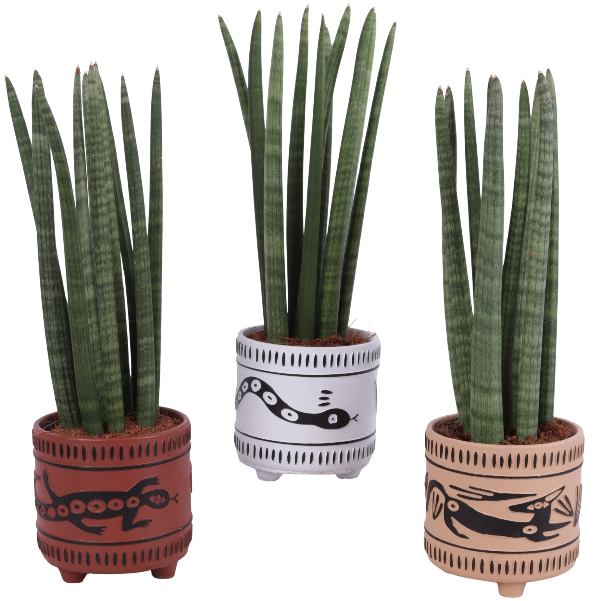 Sansevieria Cylindrica Straight 10 Leaf in Ø14cm Ceramic EV664, D 14