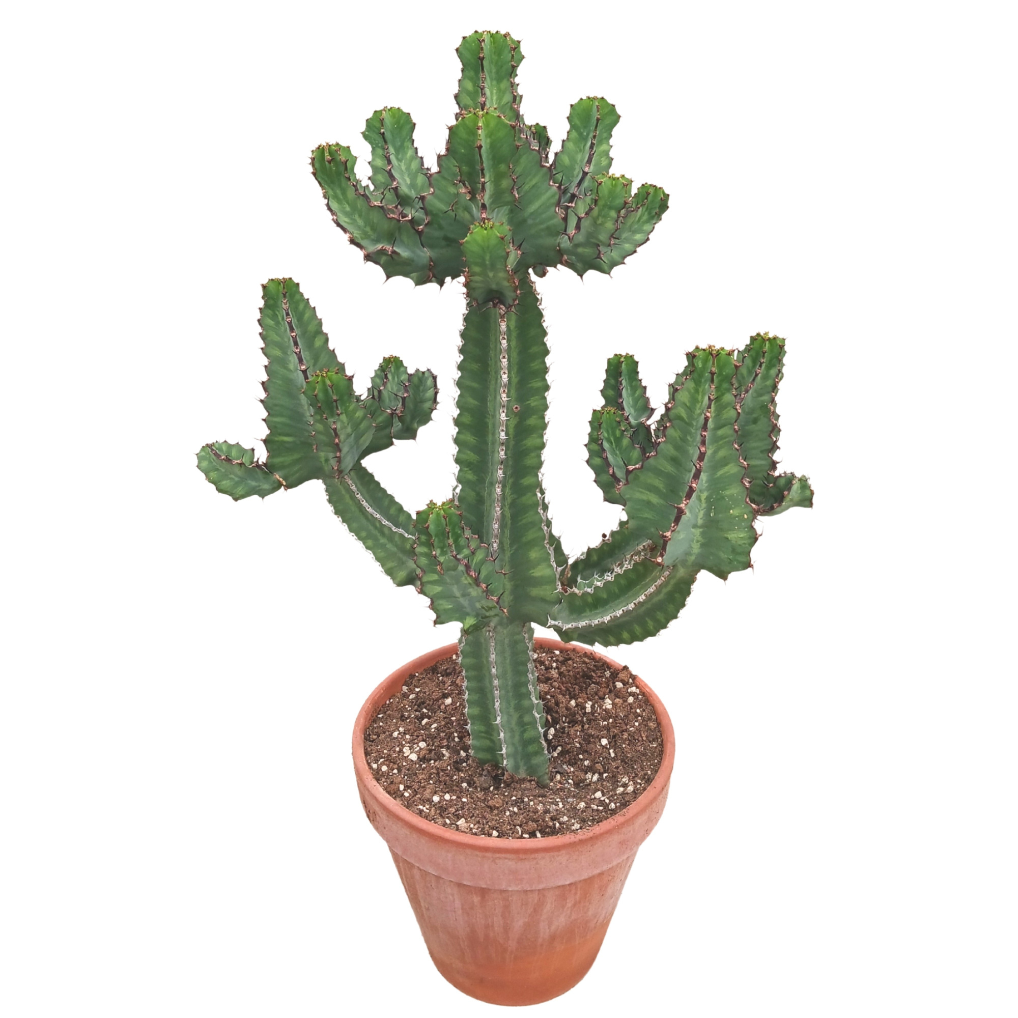 Euphorbia cooperi 35 cm, D 35 cm