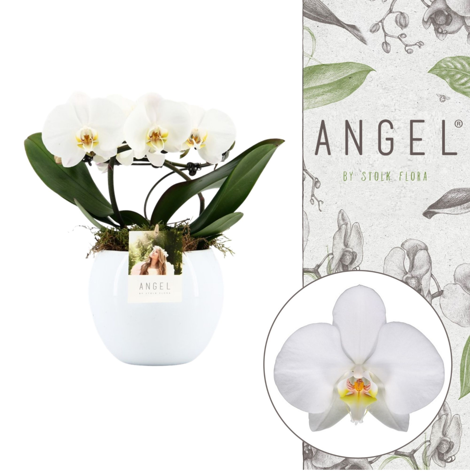 Angel | White in Lisa white pot | Phalaenopsis 2 spike, D 12 cm
