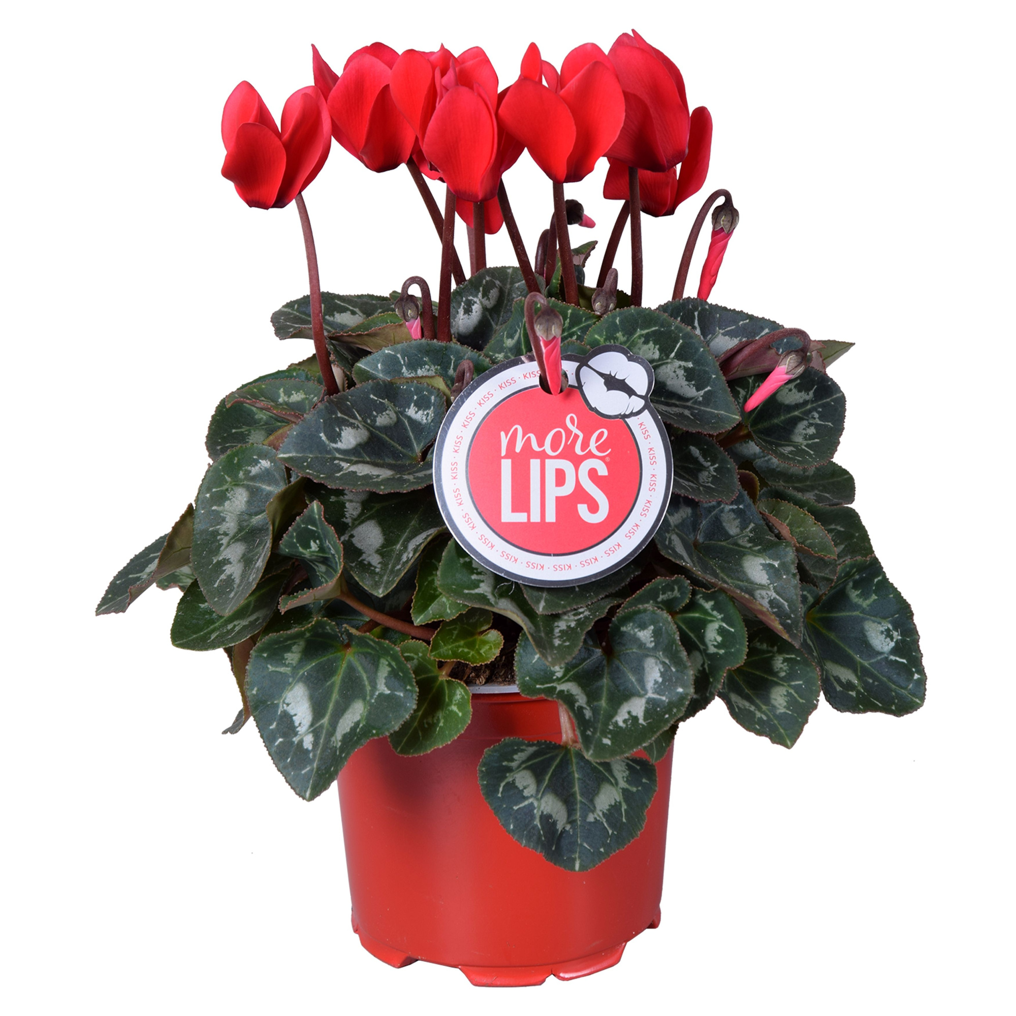 MoreLIPS® Cyclamen rood, D 12 cm