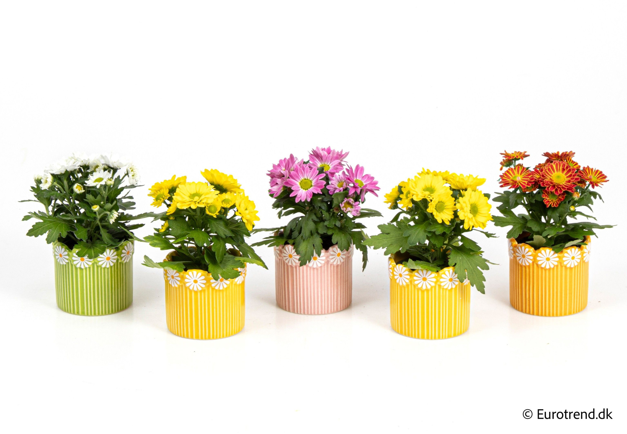 Chrysanthemum in ceramic - Spring, Summer & Autumn 2025, D 6 cm