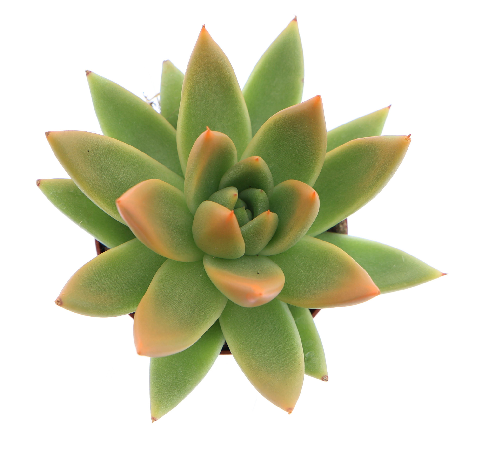 Miranda tips orange, D 6 cm