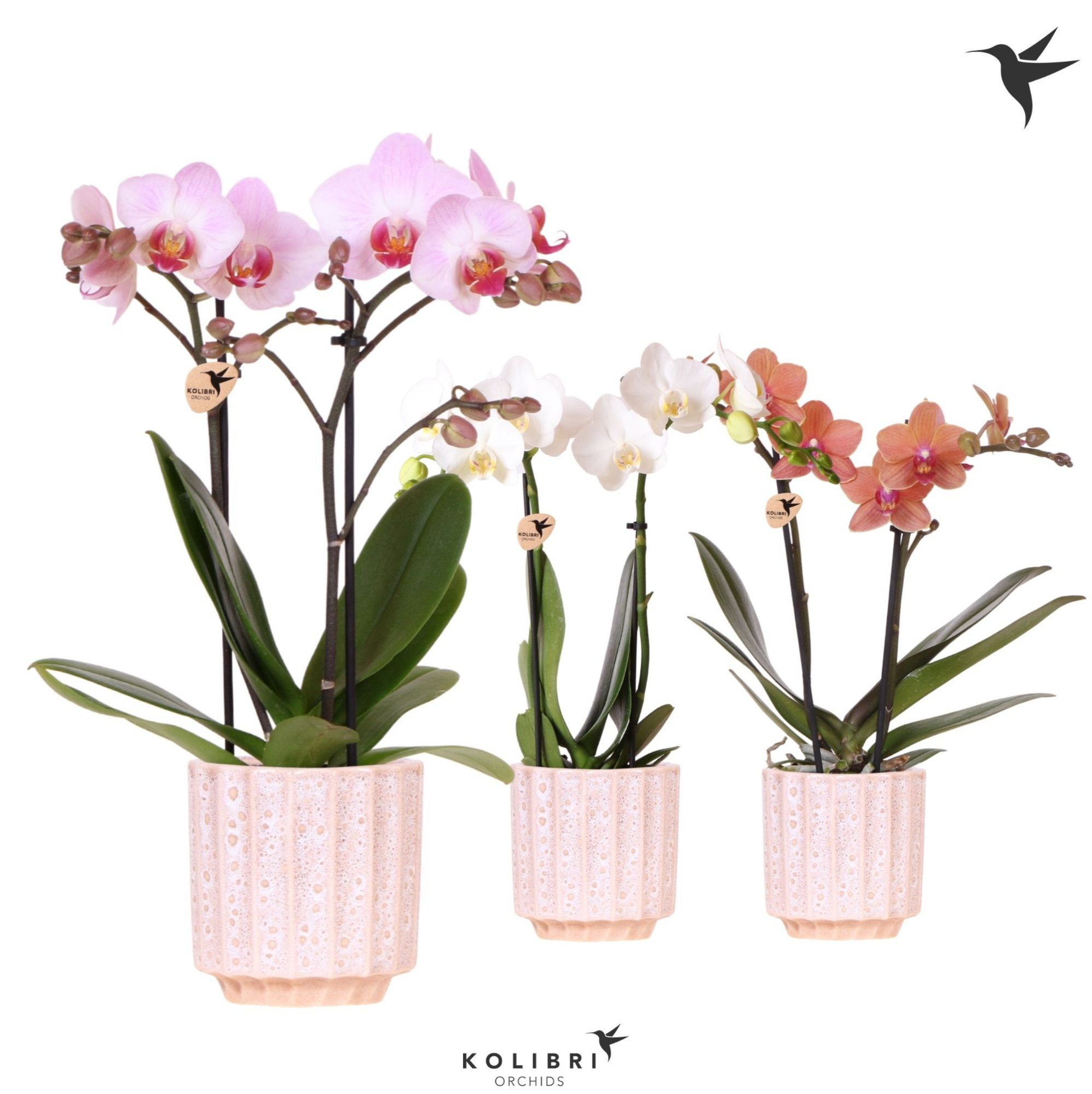 Kolibri Orchids Phalaenopsis mix 2 spike in Flow pot, D 9