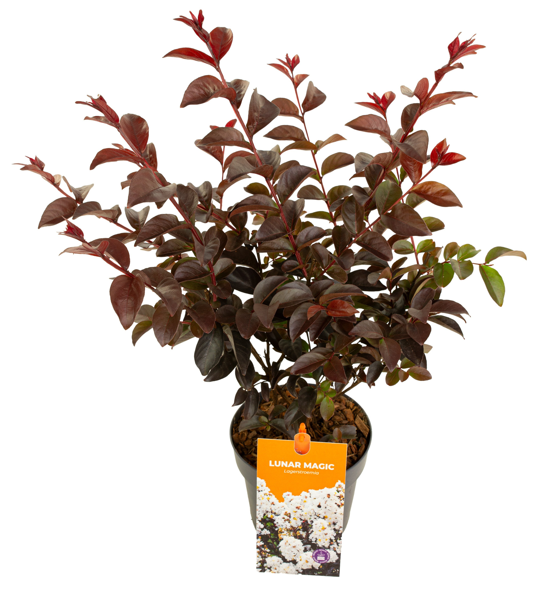 Lagerstroemia 'Lunar Magic', D 15 cm