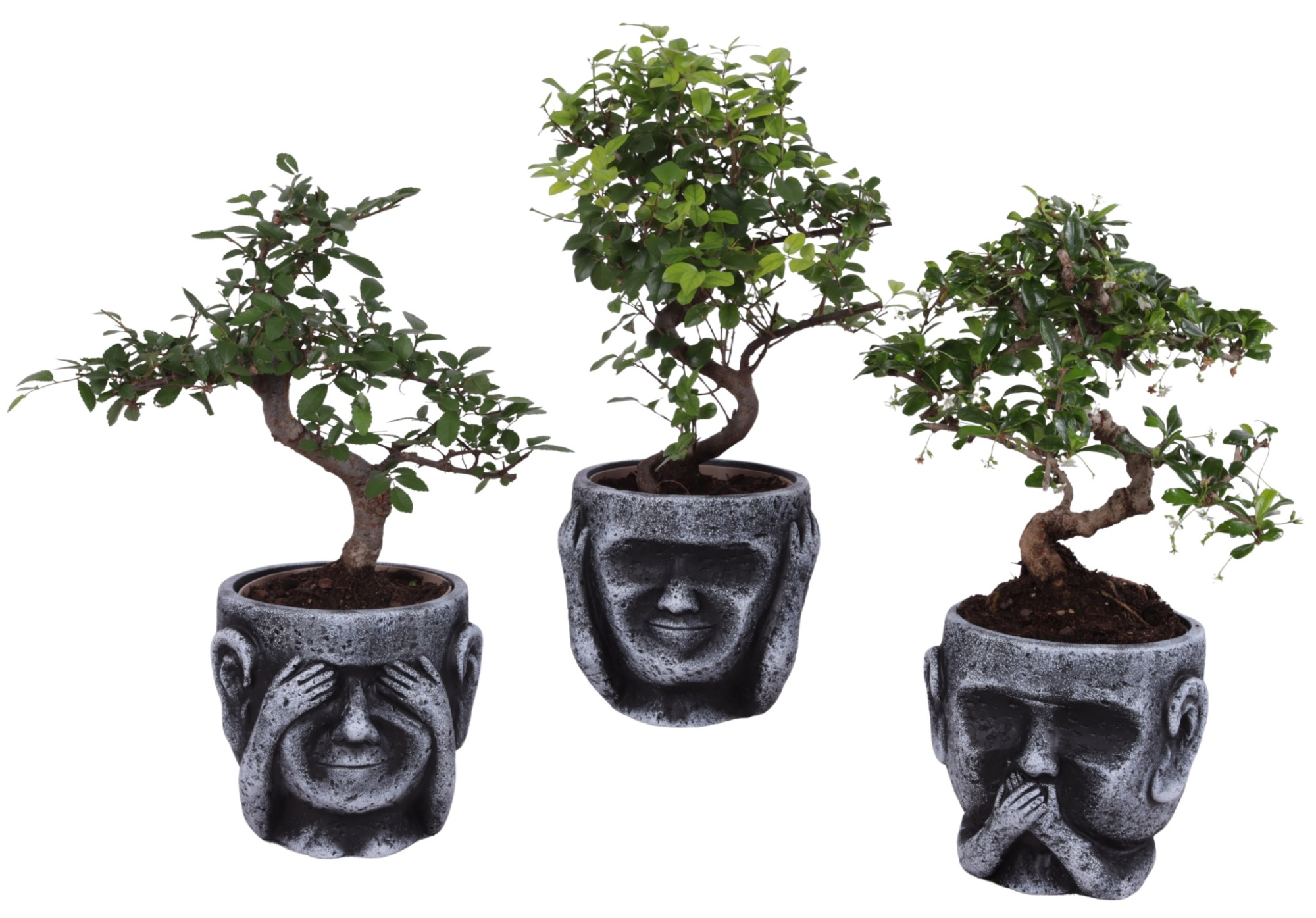 Bonsai Indoor Mix Ø12cm S-Shape in Ceramic pot Ø15cm, D 15