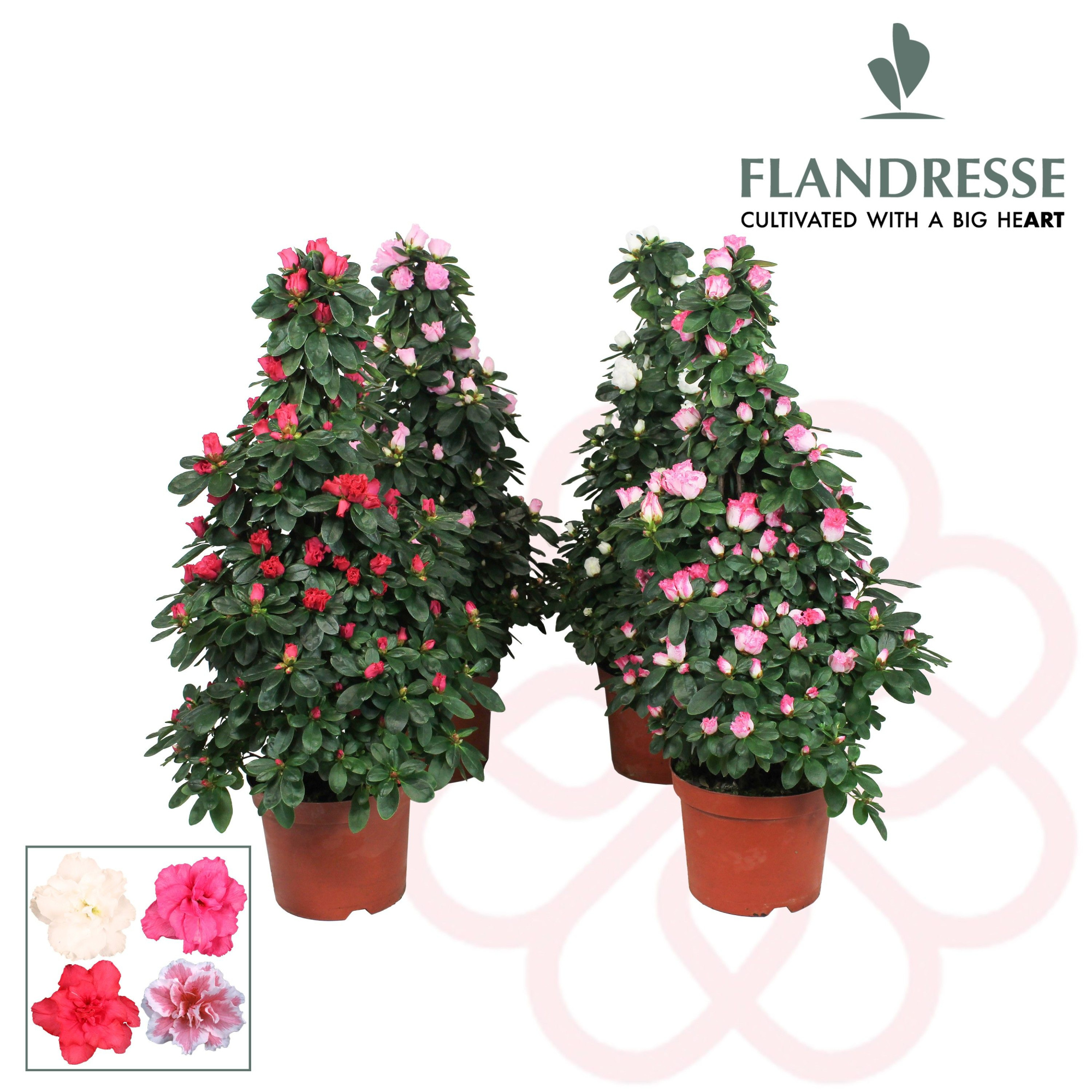Azalea Flandresse® piramide 'gemengd' 65 cm, D 17 cm
