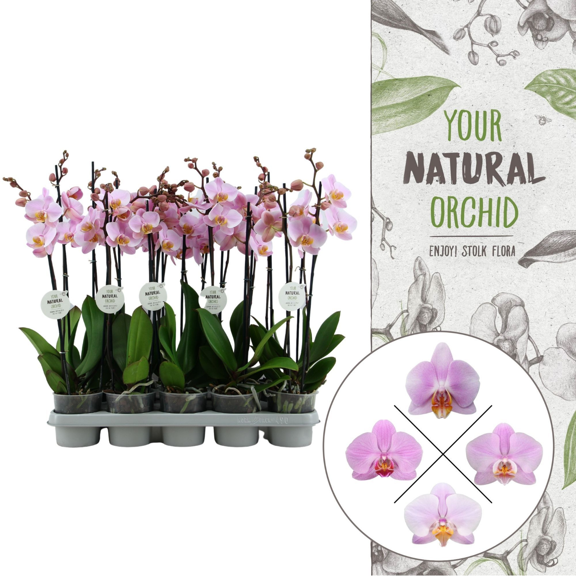 Your Natural Orchid | Pink | Phalaenopsis 2 spike, D 12 cm