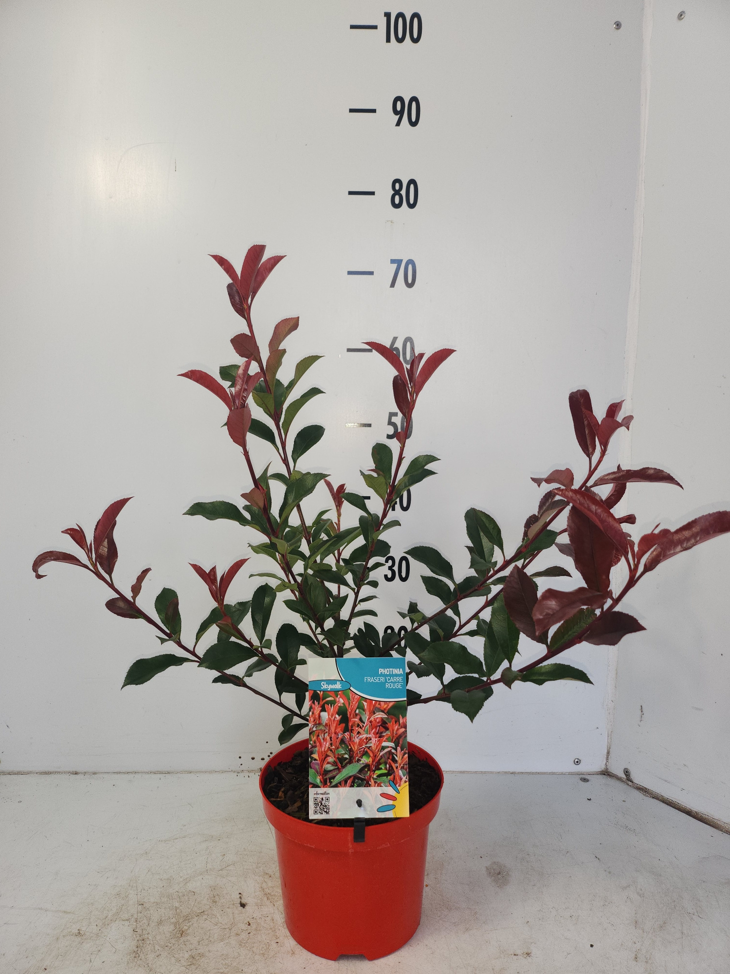 Photinia Carre Rouge, D 19 cm