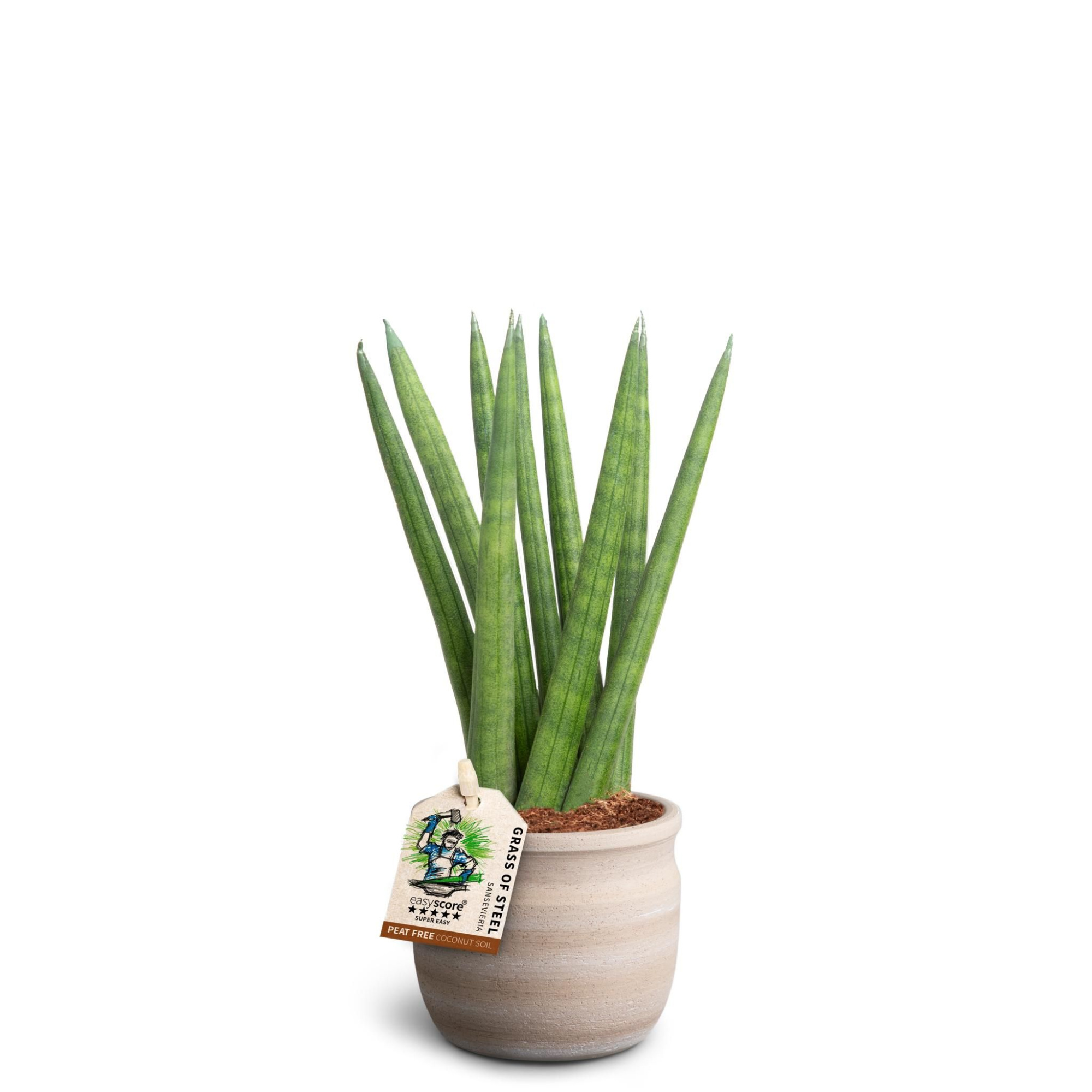 Maceta Sand, Sansevieria ´Spaghetti´, D 7 cm