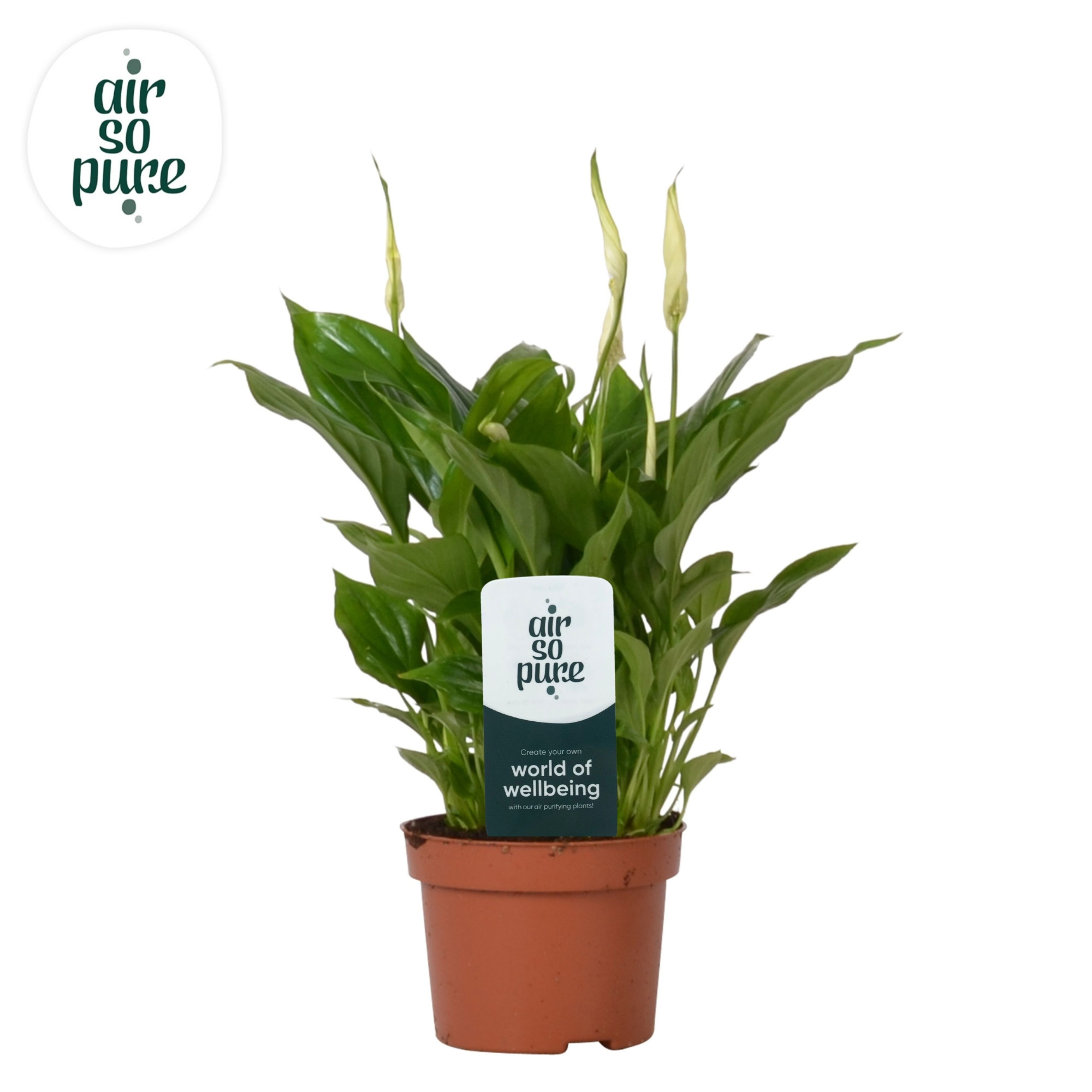 Spathiphyllum 10,5 cm Rondo Air So Pure, D 10,5 cm