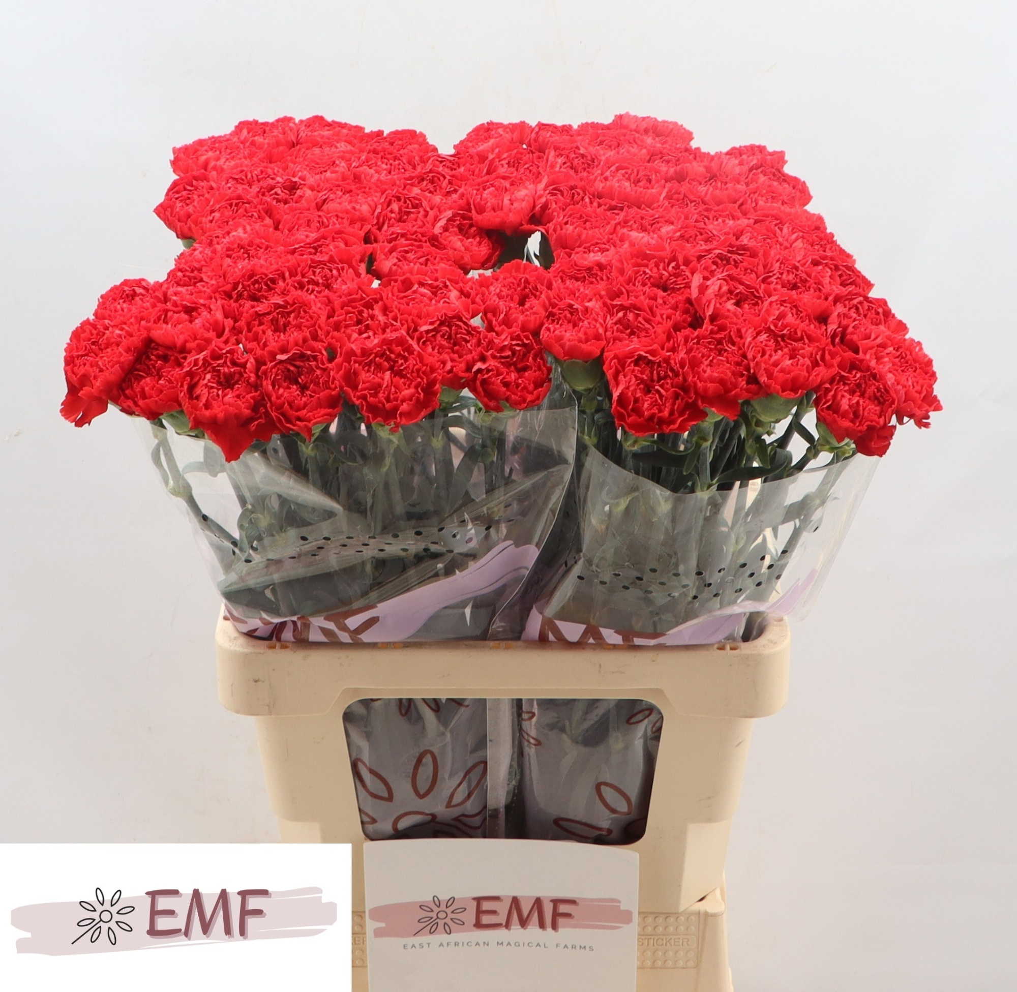 Диантус од. Спарта+, шт.