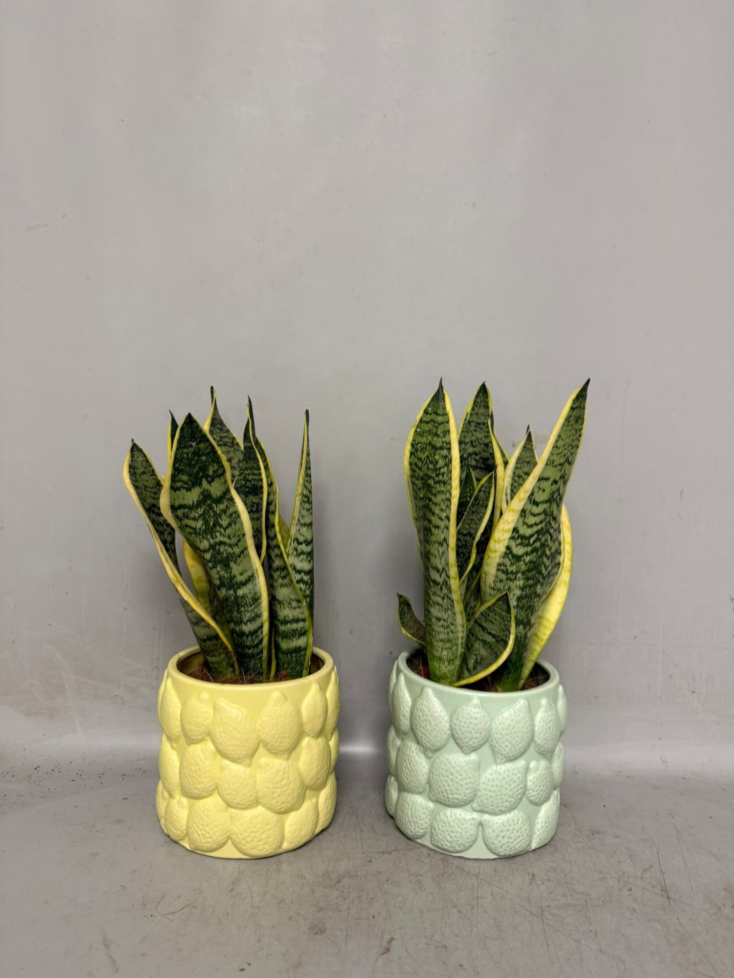 Sansevieira Superba in Lemon pot 2 kleuren, D 12