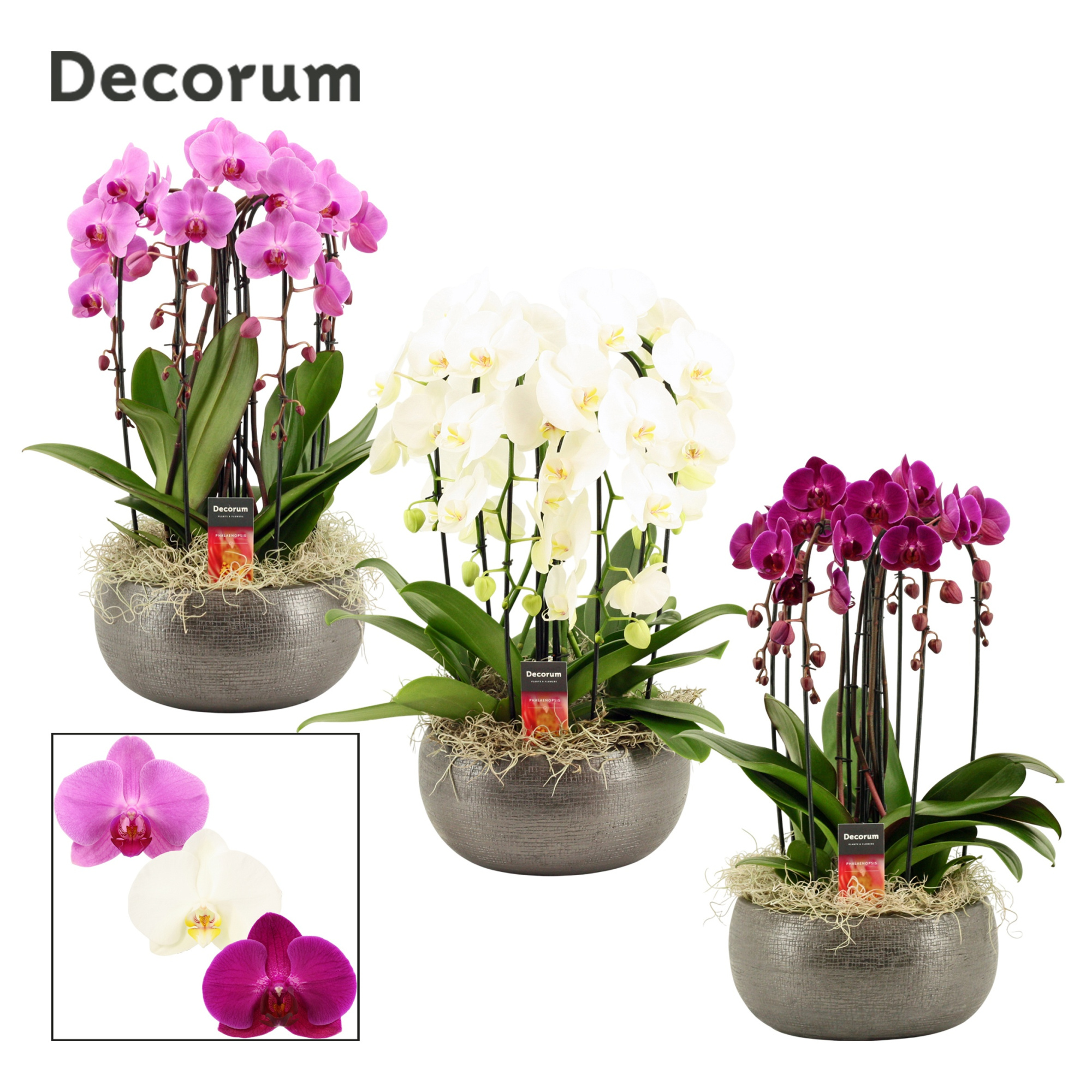 Nero cascade 6 tak symphony mix (Deco-collection), D 27