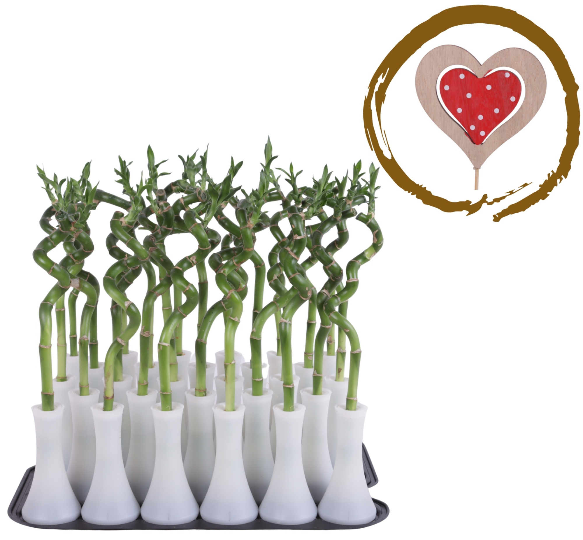 Lucky Bamboo Stem Spiral 30cm in Tube Vase White, D 6