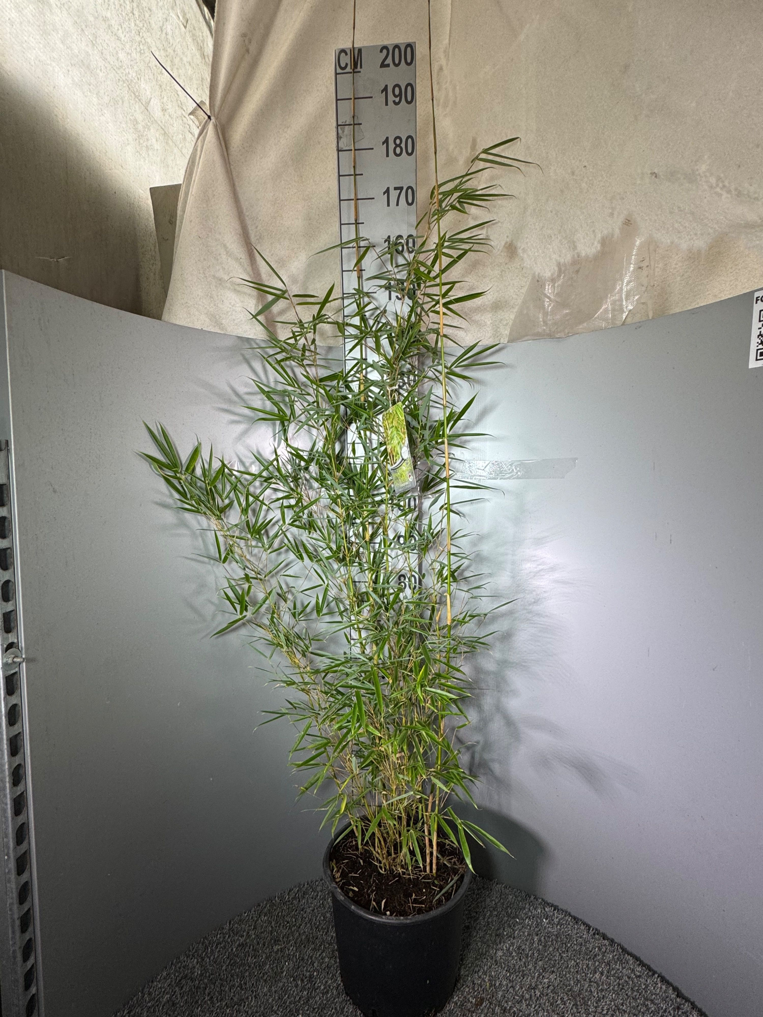 Fargesia Robusta ‘Campbell’ 15L, D 30 cm