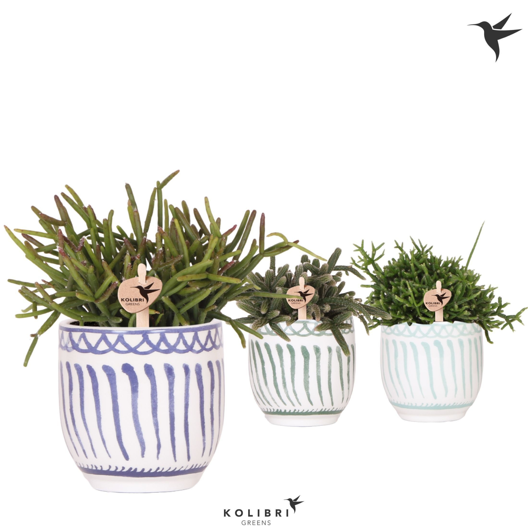 Kolibri Greens Rhipsalis mix in Granada pot blue mix, D 9 cm