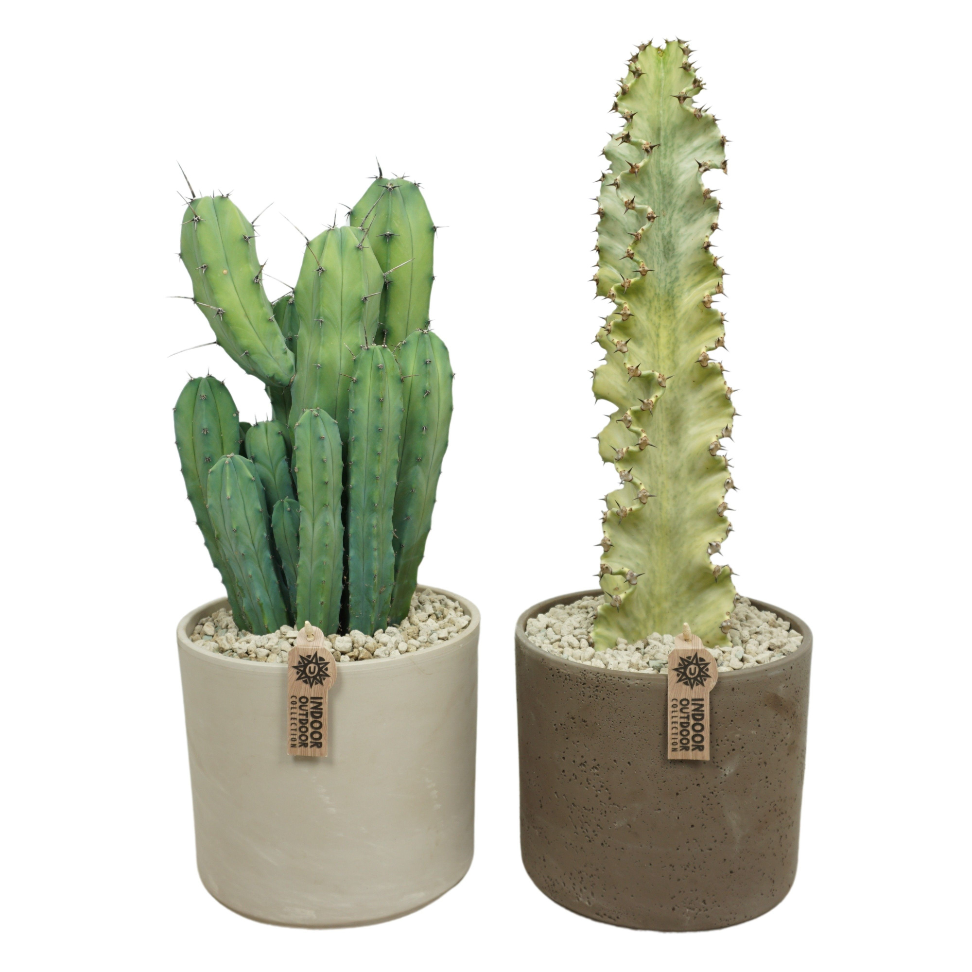 Cactus mix in 22 cm 'Pillar Pot' (2 assorti), D 22