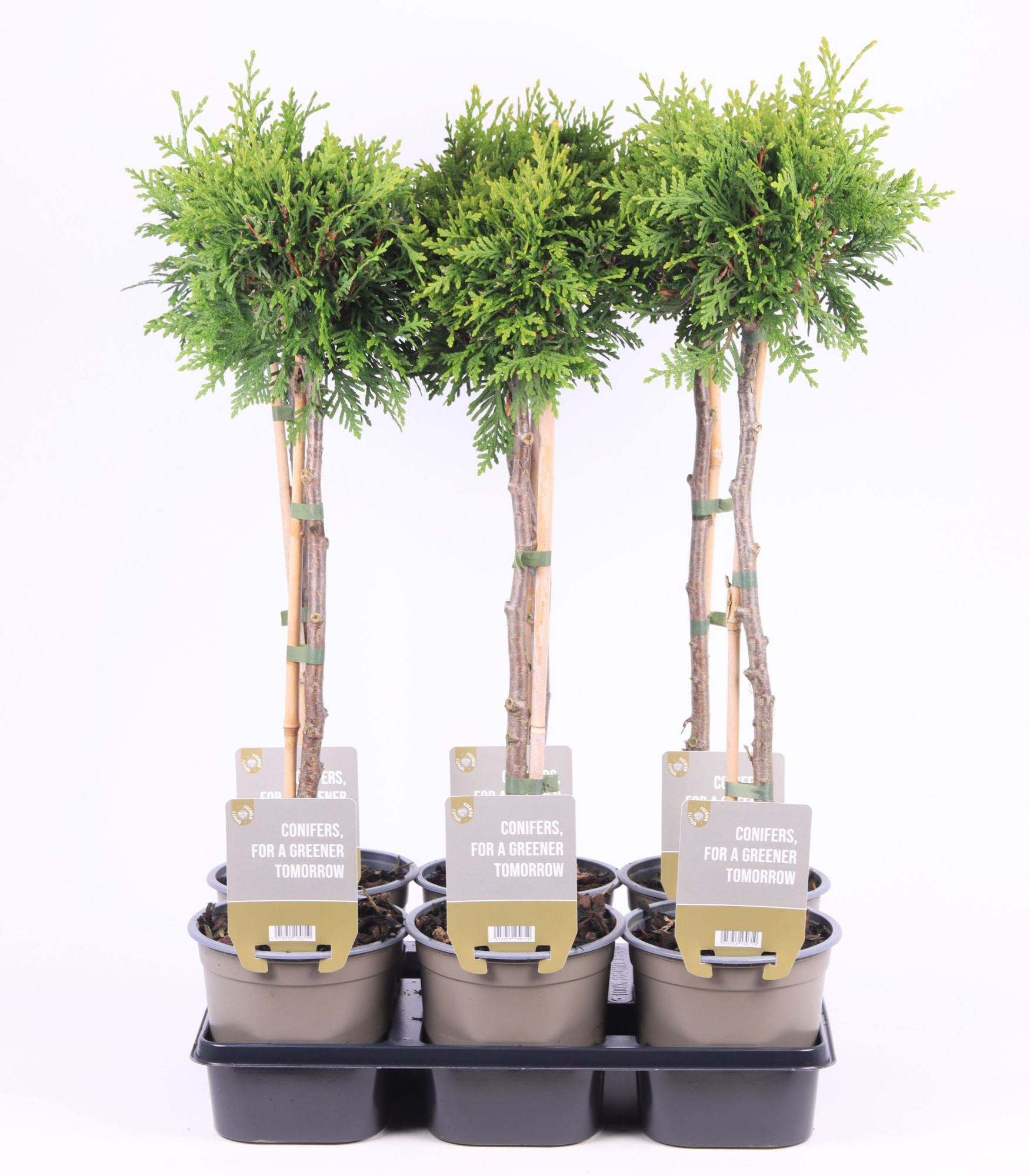 Thuja occ. 'Brabant' - op stam P15, D 15 cm