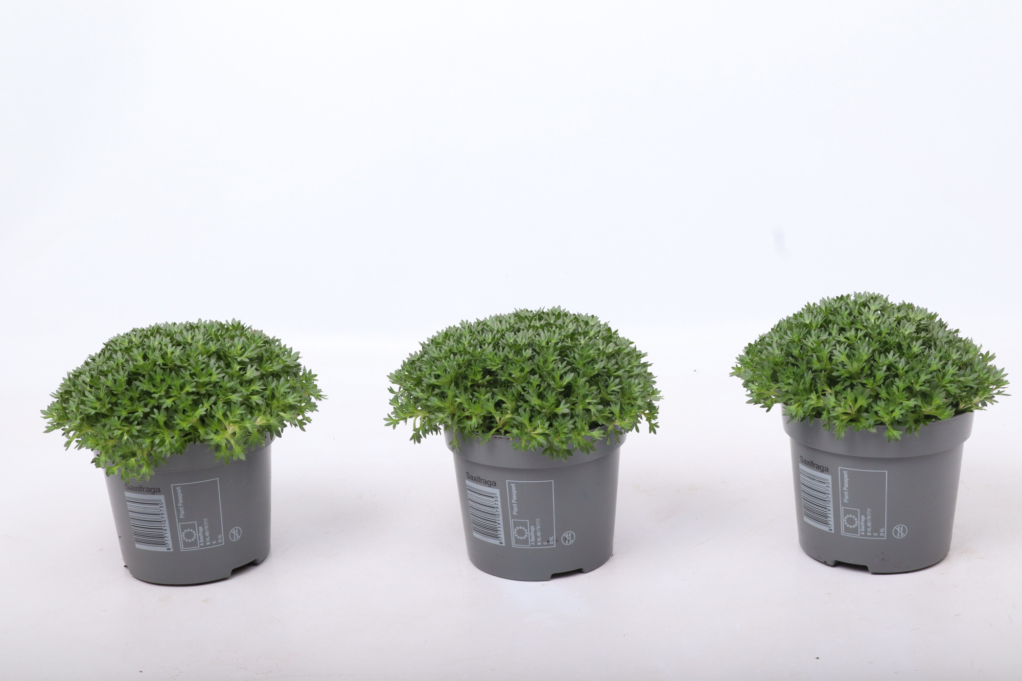 Saxifraga Saxony Red, D 12