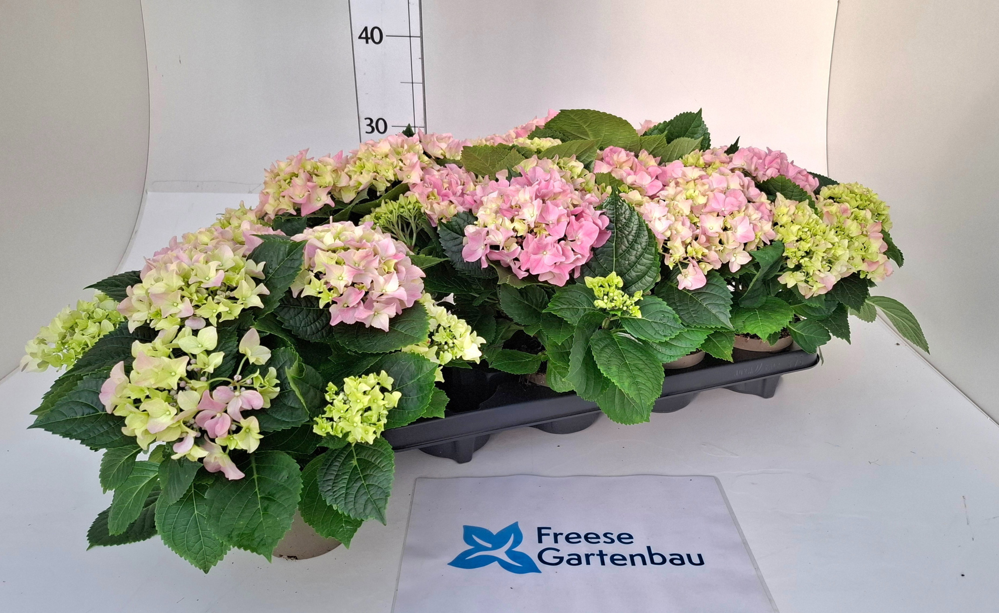 Hydrangea macrophylla, D 10