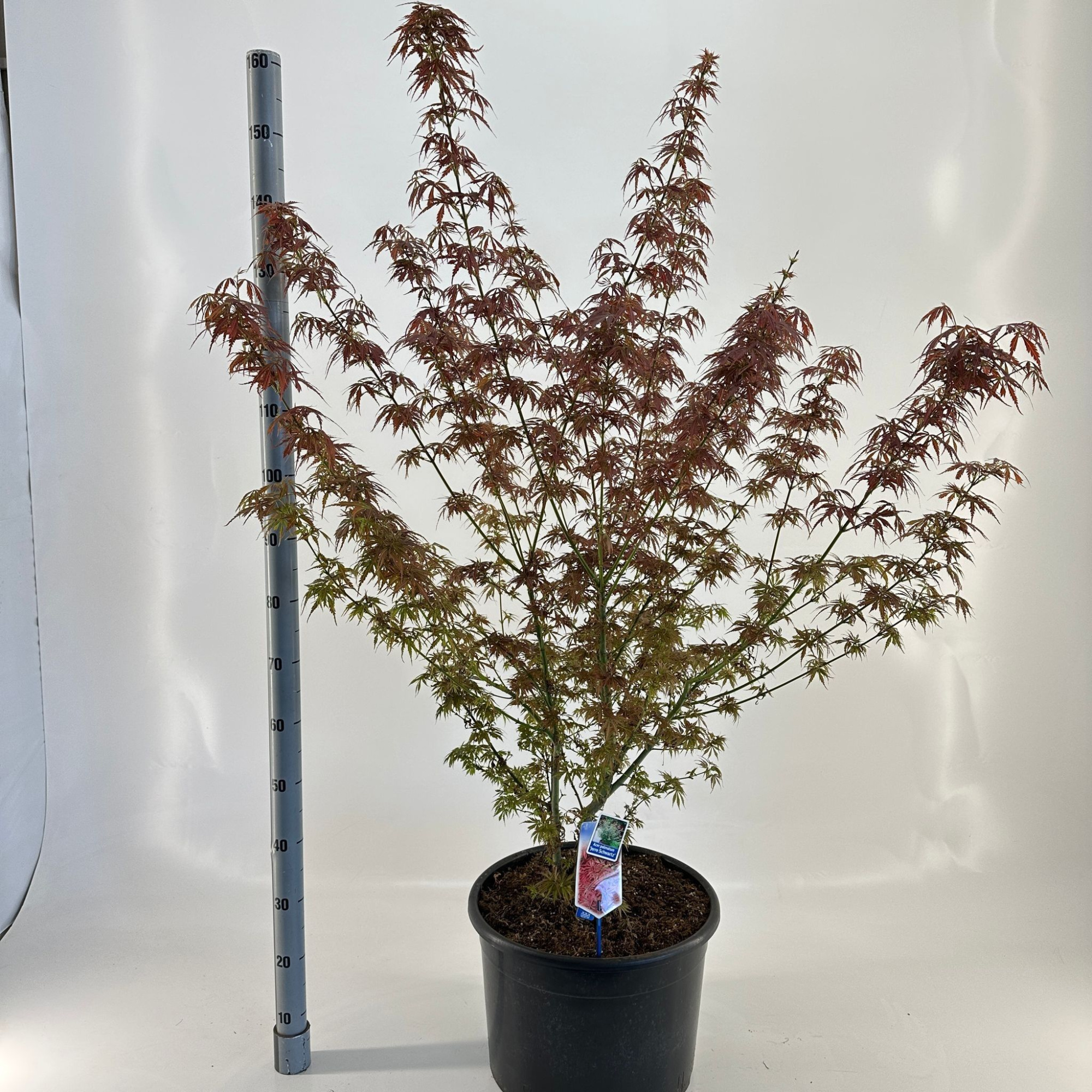 Acer pal. 'Jerre Schwartz', D 40 cm