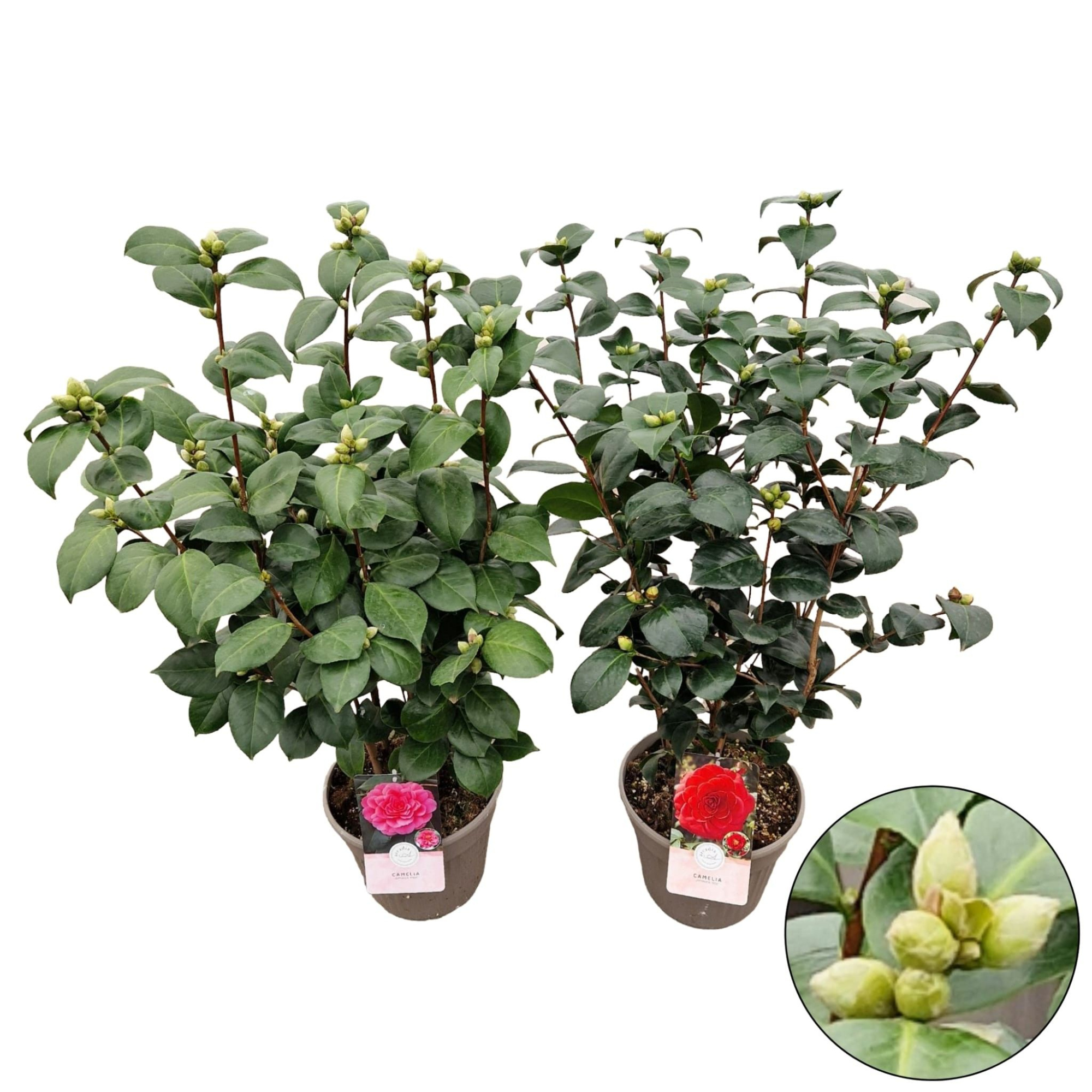 Camellia jap. 'Mix', D 24