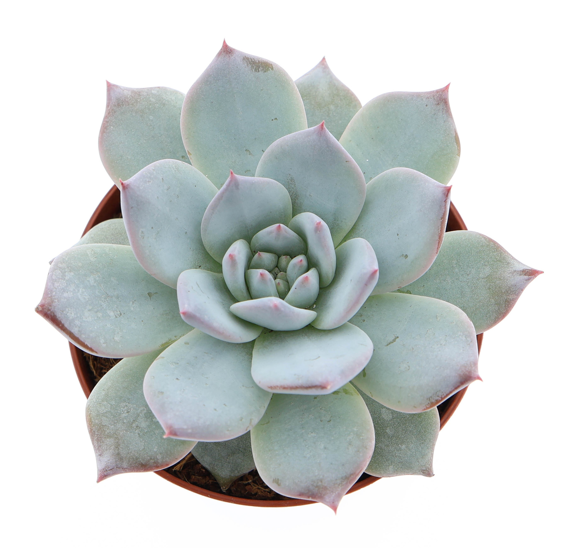 Echeveria blue bird, D 8,5 cm
