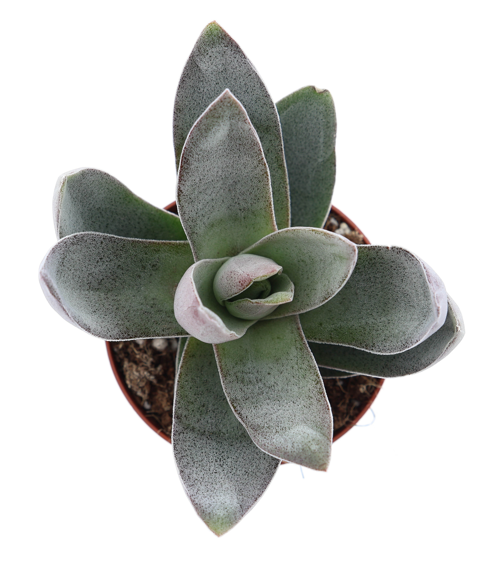 Crassula garnet lotus, D 8,5 cm