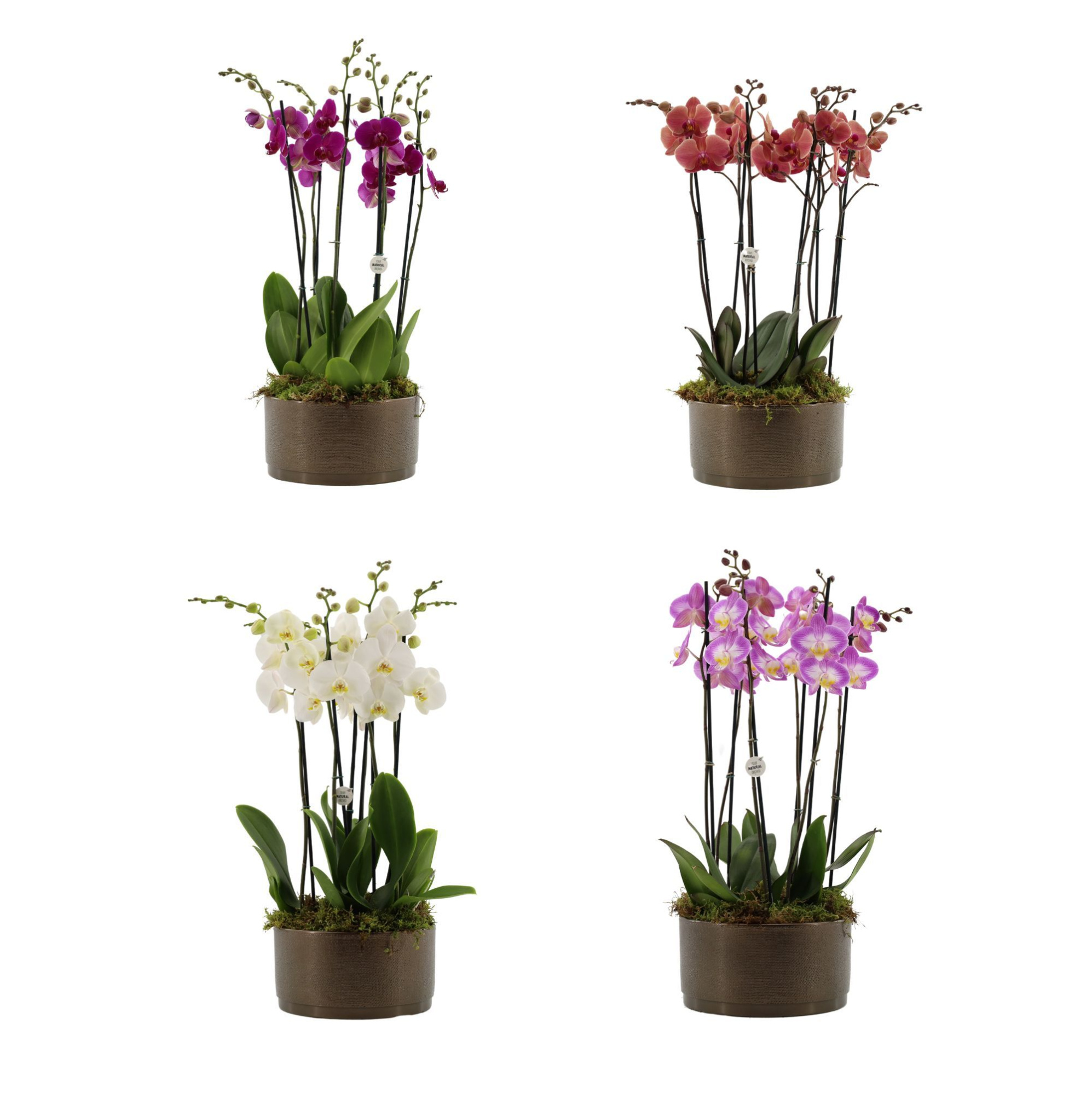 Your Natural Orchid | 3 x 2 tak ST gemengd in Sarah Bowl, D 27 cm