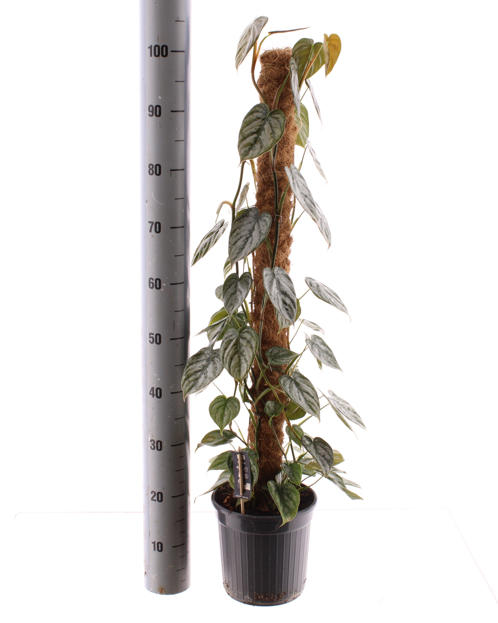 Philodendron Brandtianum Mosstok 100 cm, D 20 cm