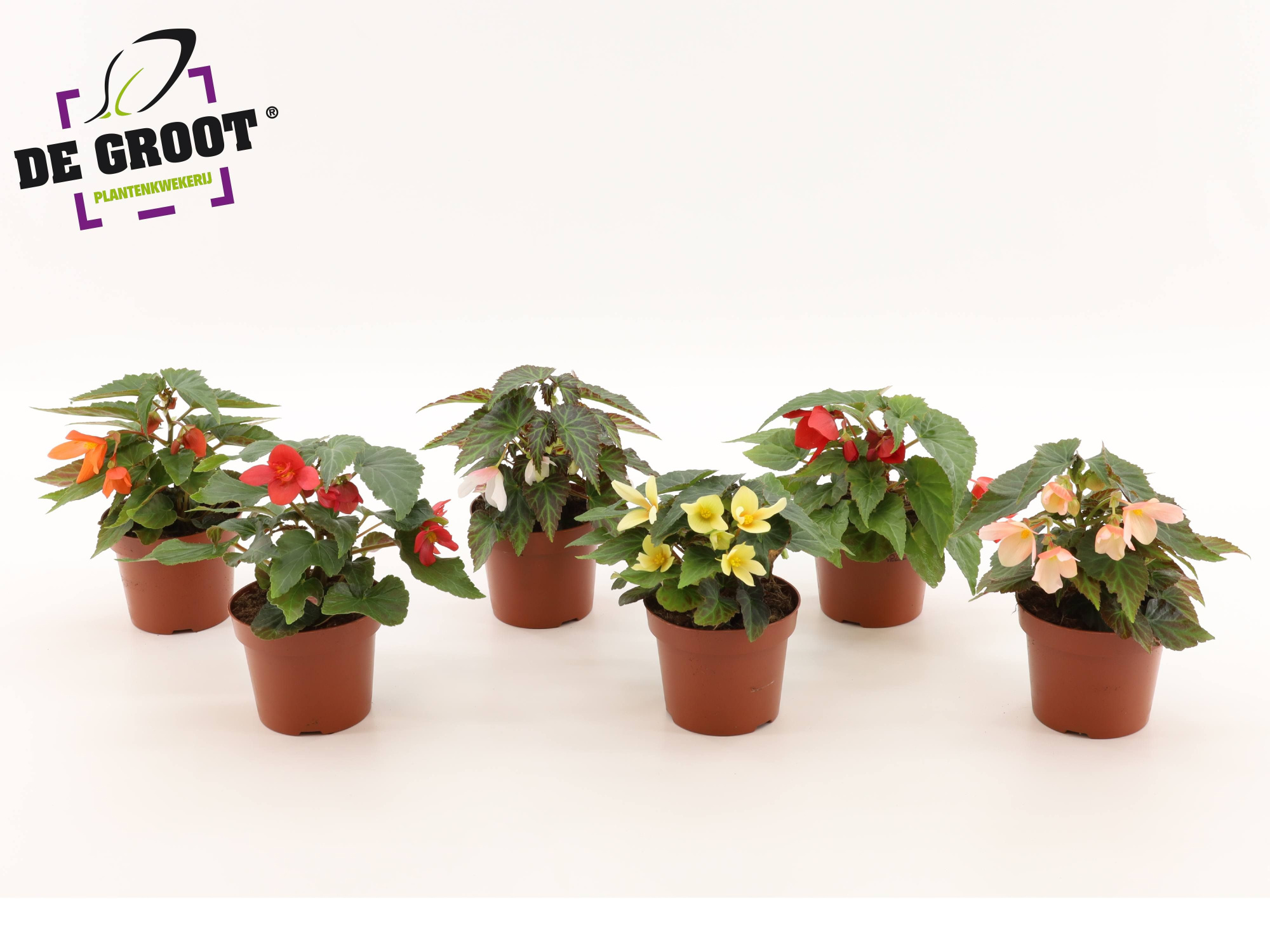 Begonia boliviensis Wendy gemengd, D 12