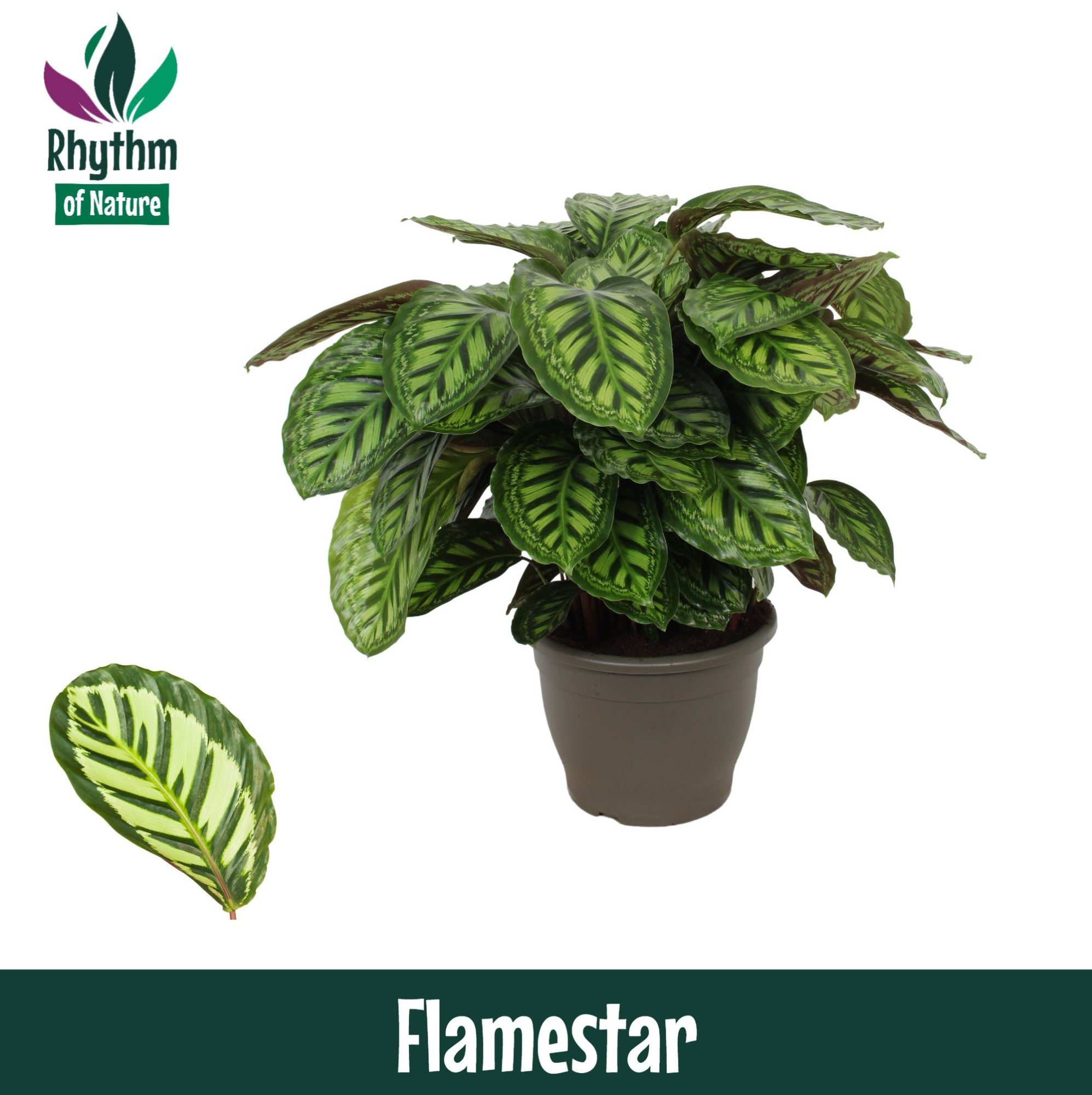 Calathea 32cm Flamestar Rhythm of Nature, D 32 cm