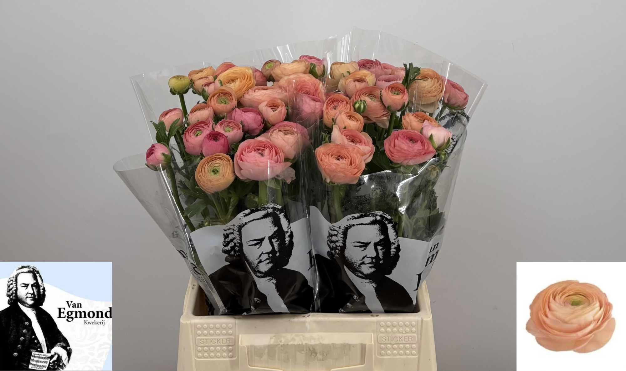 Ранункулус Элеганс Салмон 45, шт.