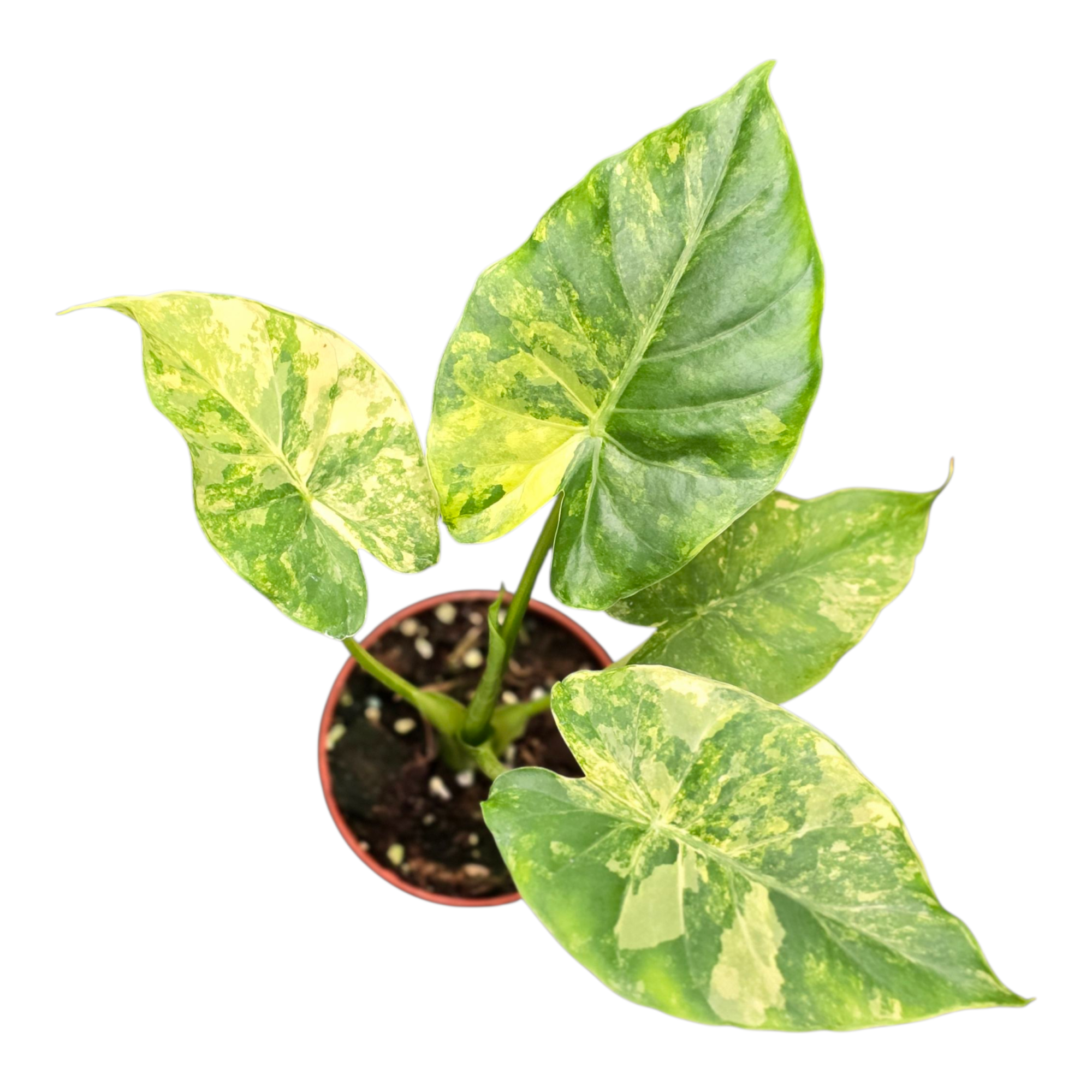 Alocasia Odora variegata (yellow), D 9 cm