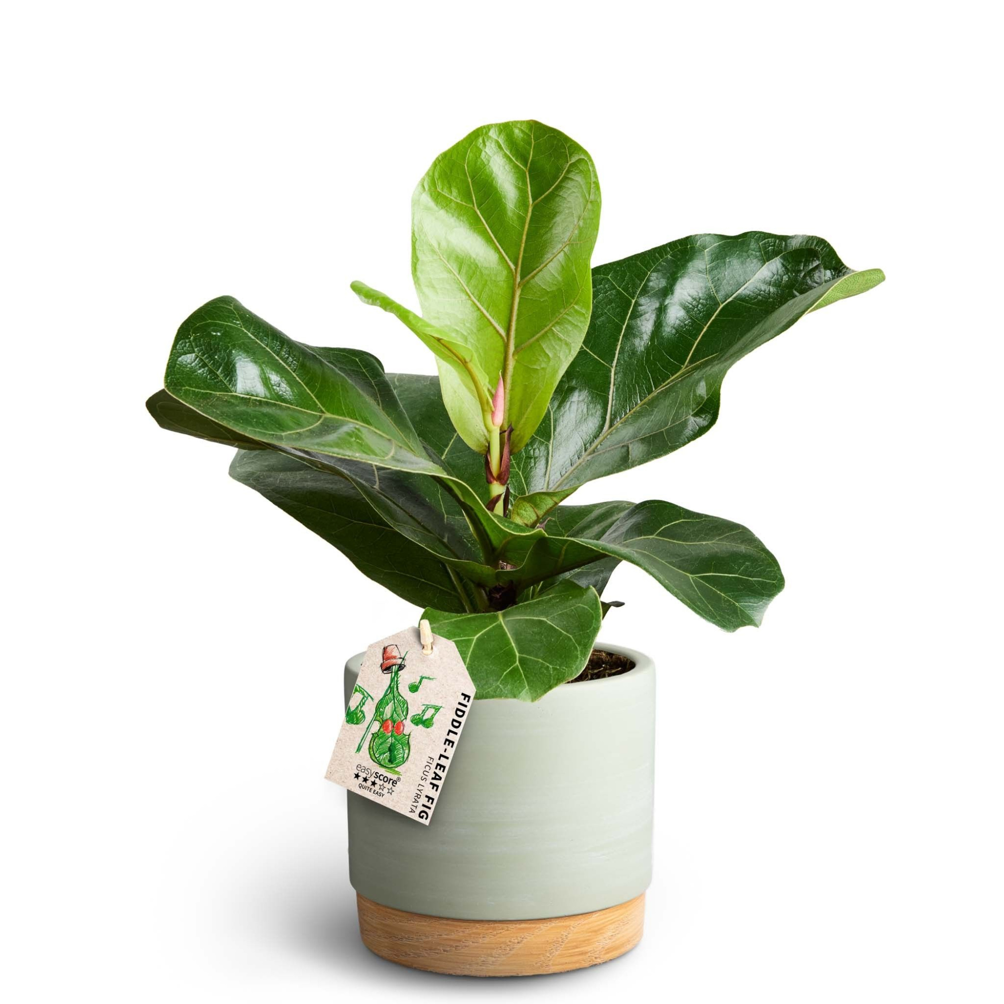 Woodbase Green, Ficus lyrata, D 12 cm