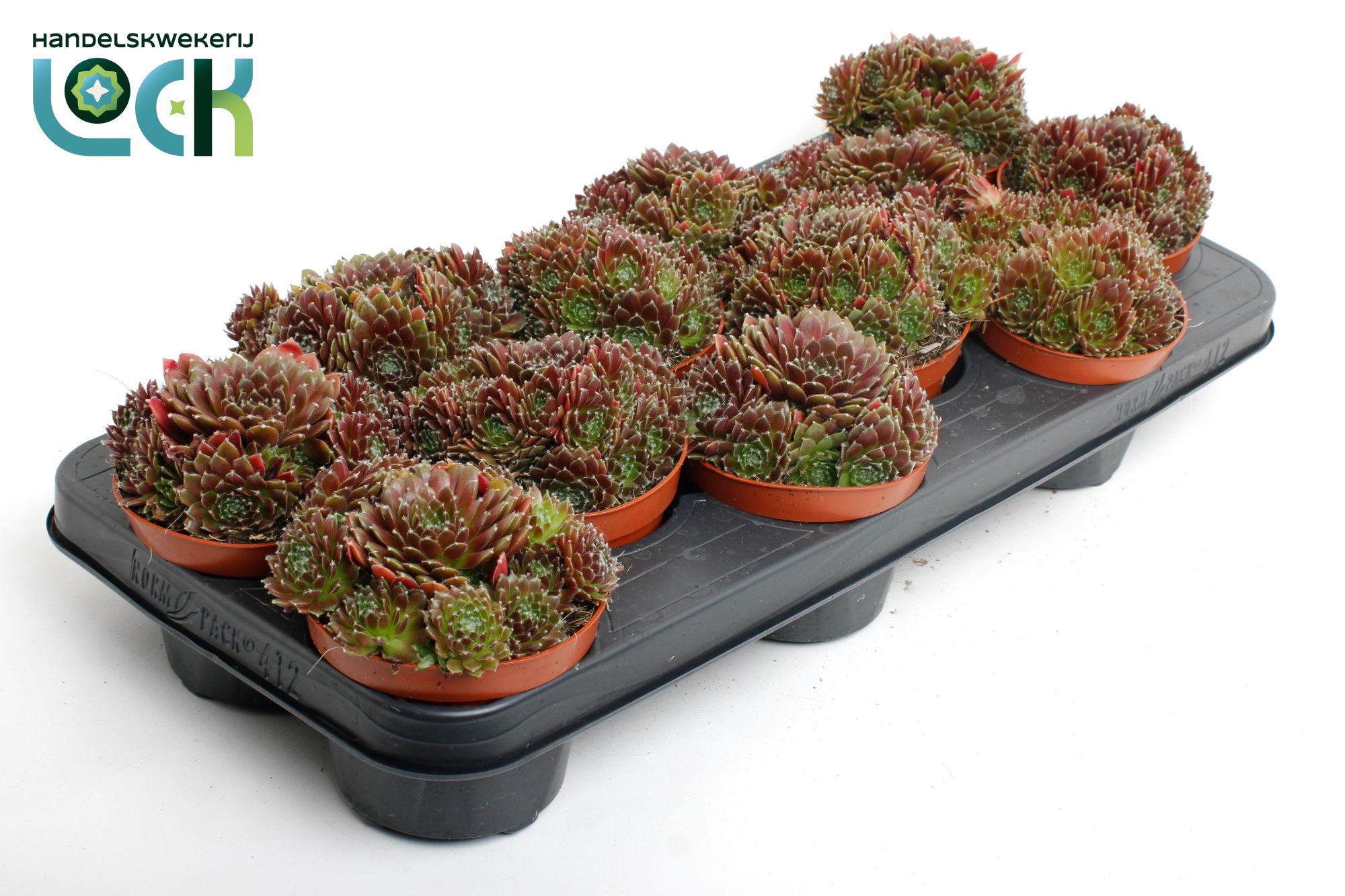 sempervivum corser, D 11 cm