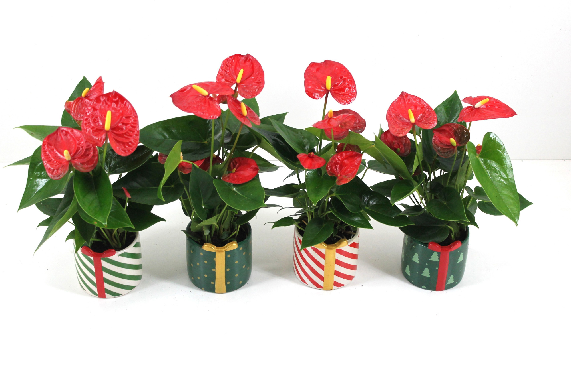 Anthurium xl.9 Jambo Red 9cm met kerstkeramiek, D 9 cm
