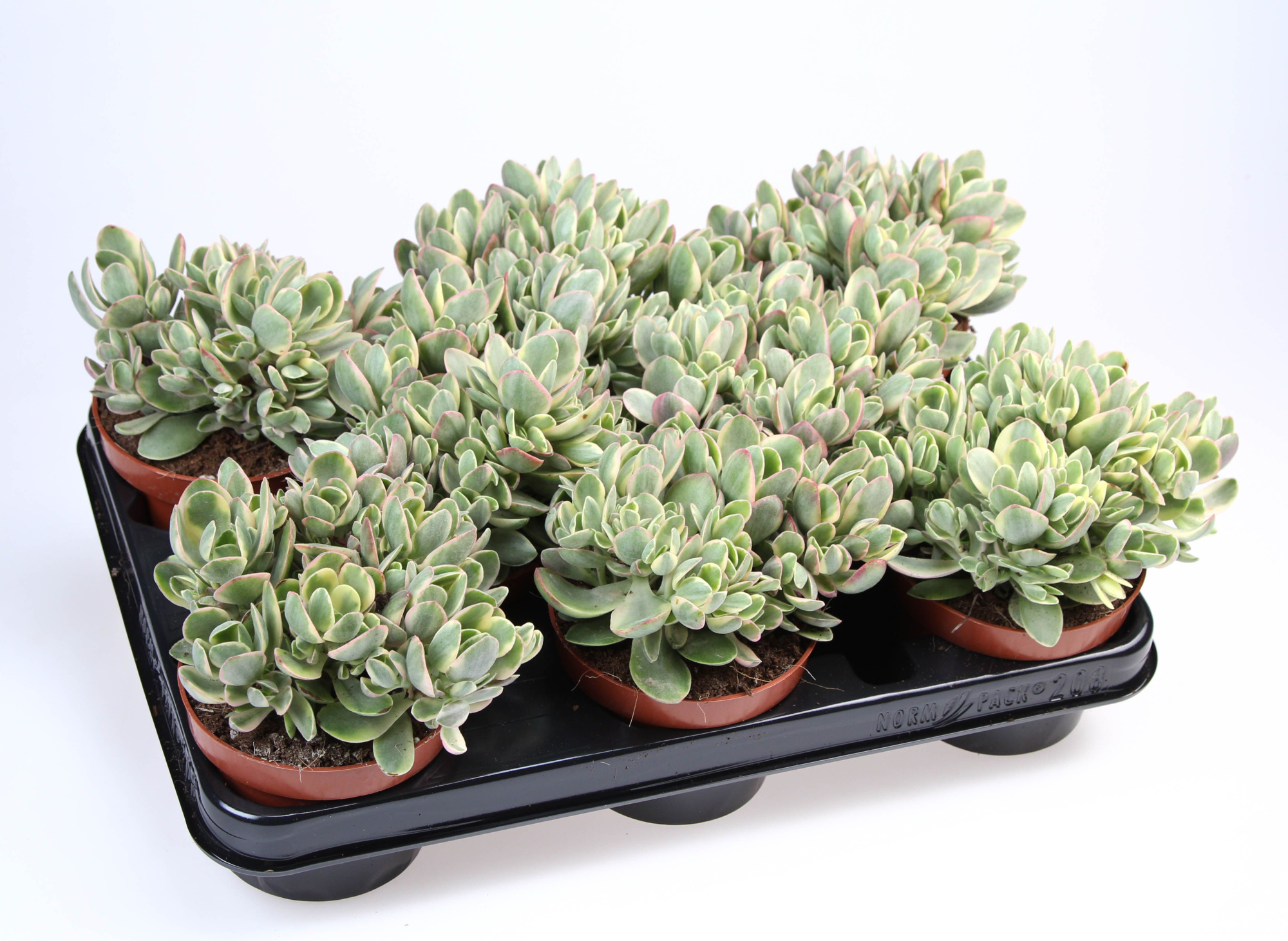 Crassula Moneymaker, D 10,5 cm