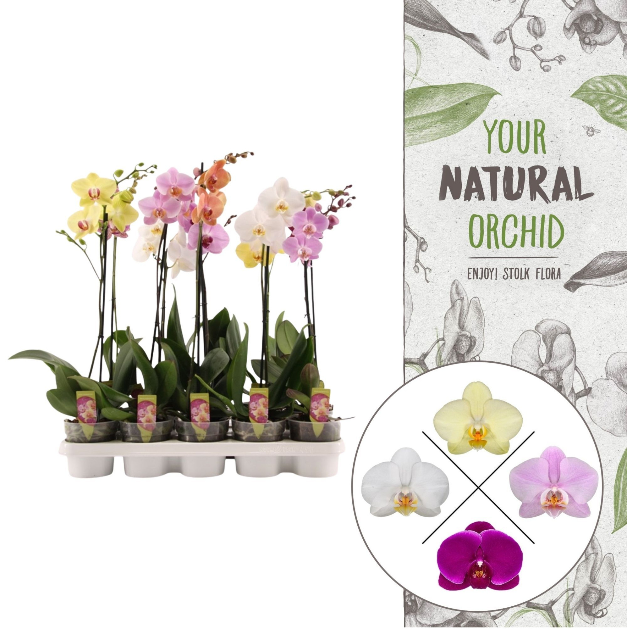 Your Natural Orchid | A2 mix | Phalaenopsis 1 spike, D 12 cm