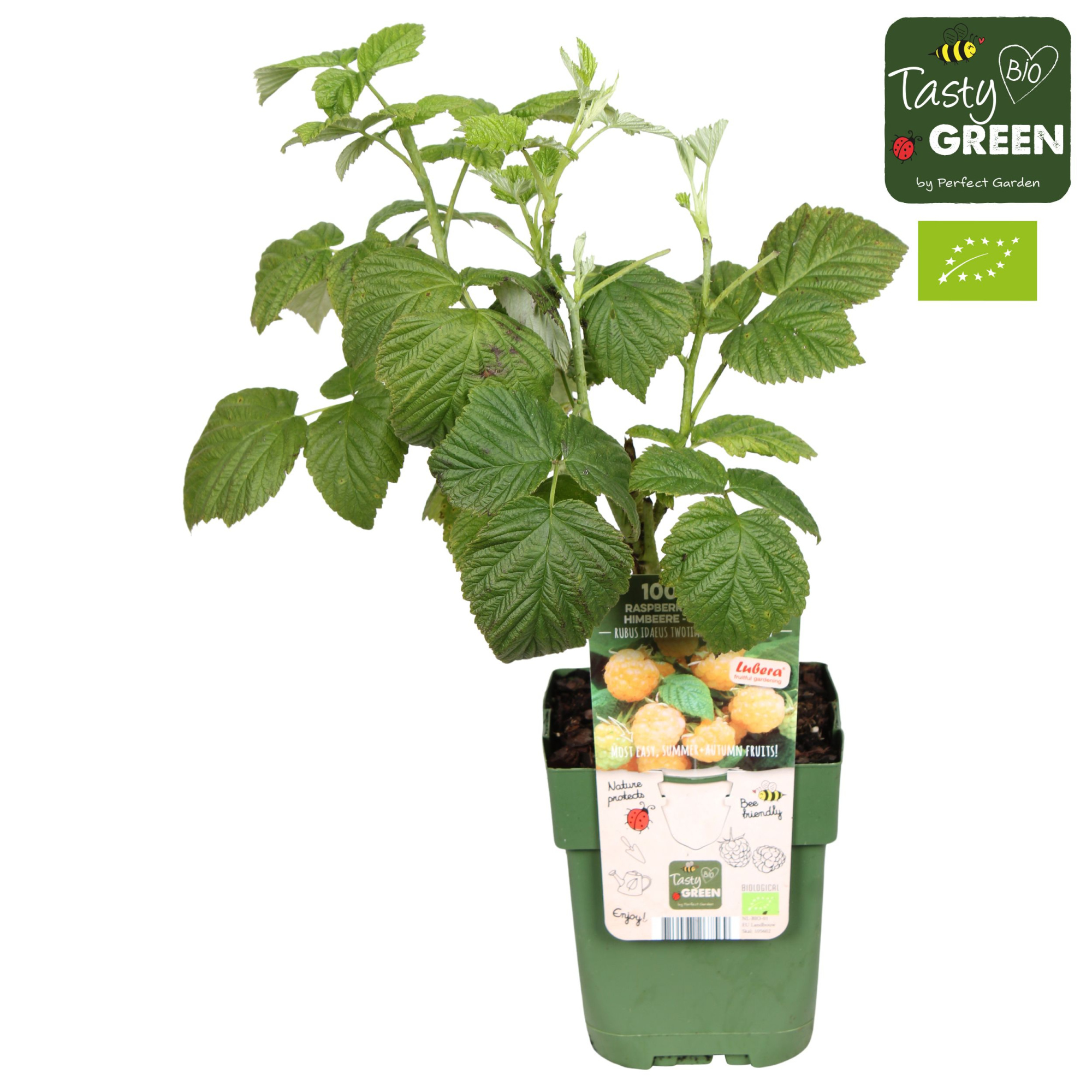 Rubus idaeus Twotimer® Sugana Yellow® Bio P13, D 13 cm