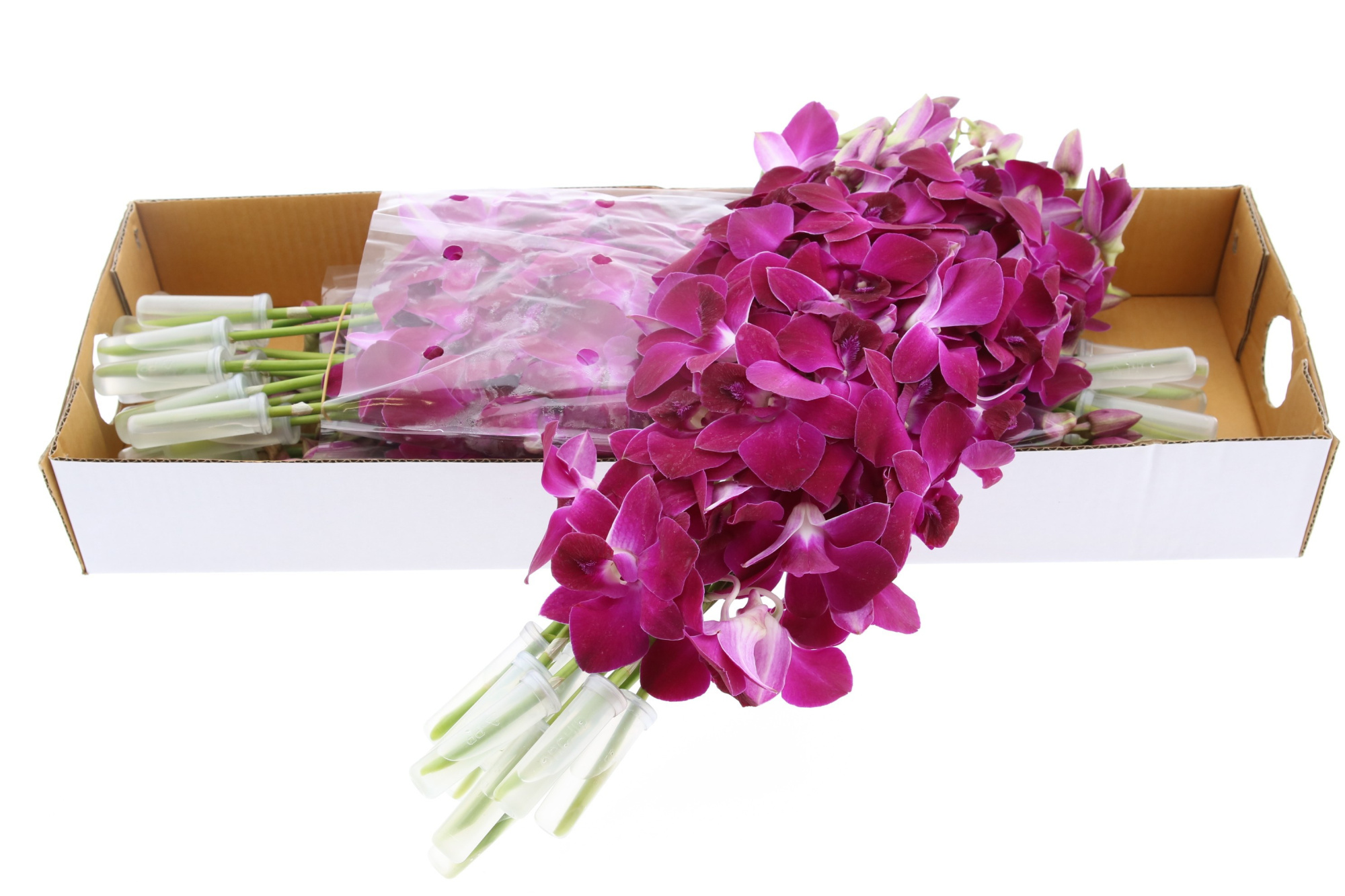 Дендробиум Овериг, шт.