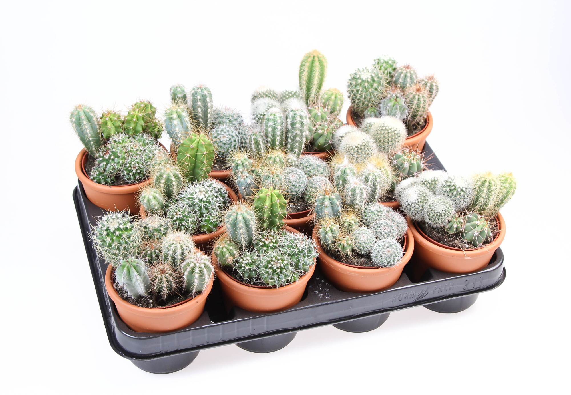 Cactus Trio in Rozenpot, D 8,5