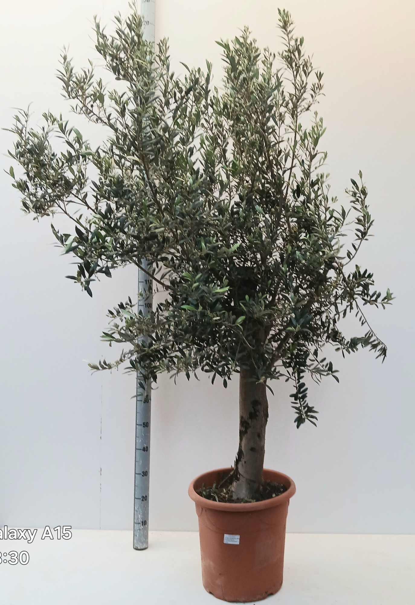 olea europaea, D 45 cm