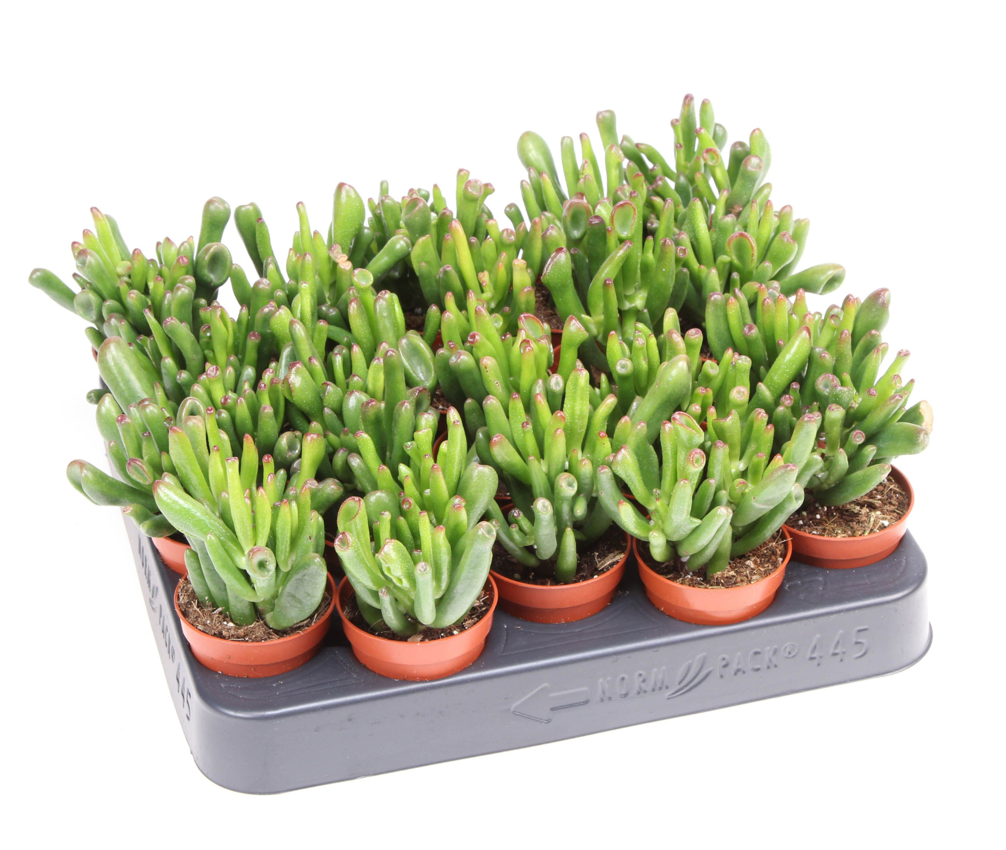 Crassula hobbit, D 5,5 cm