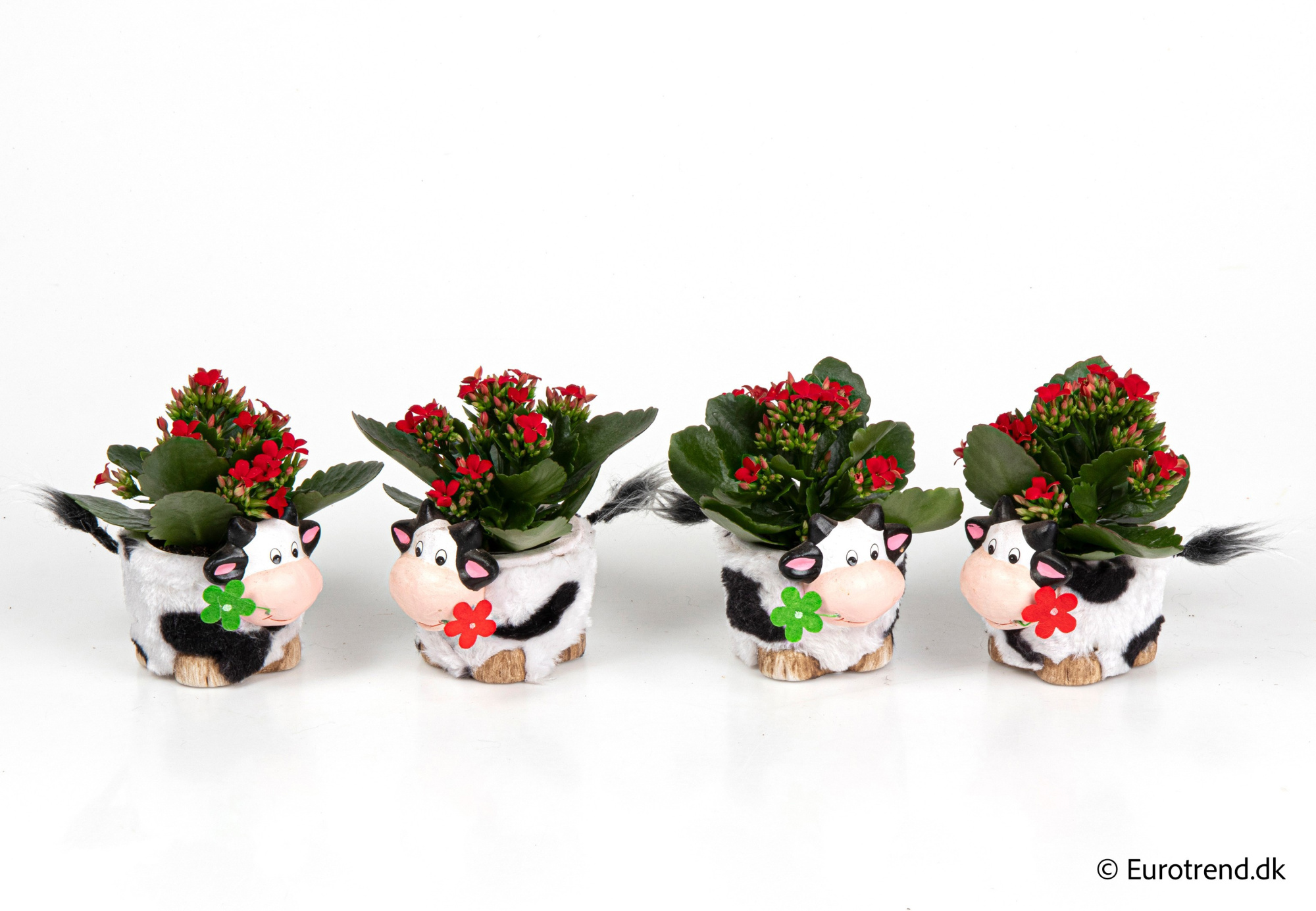 Kalanchoe in Spring, Summer & Autumn ceramic 2026, D 6