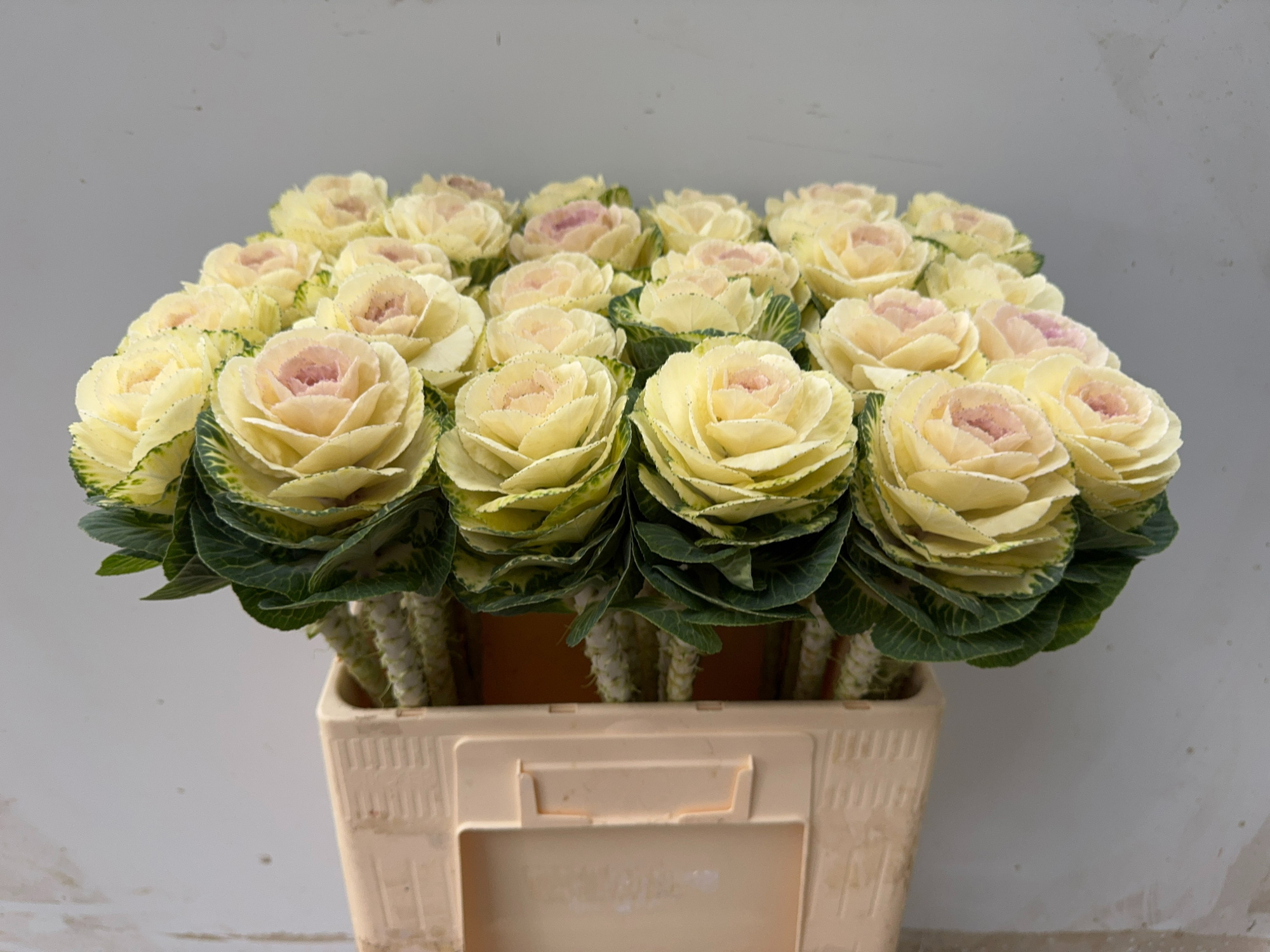 Брассика Вайт Крэйн 60, шт.