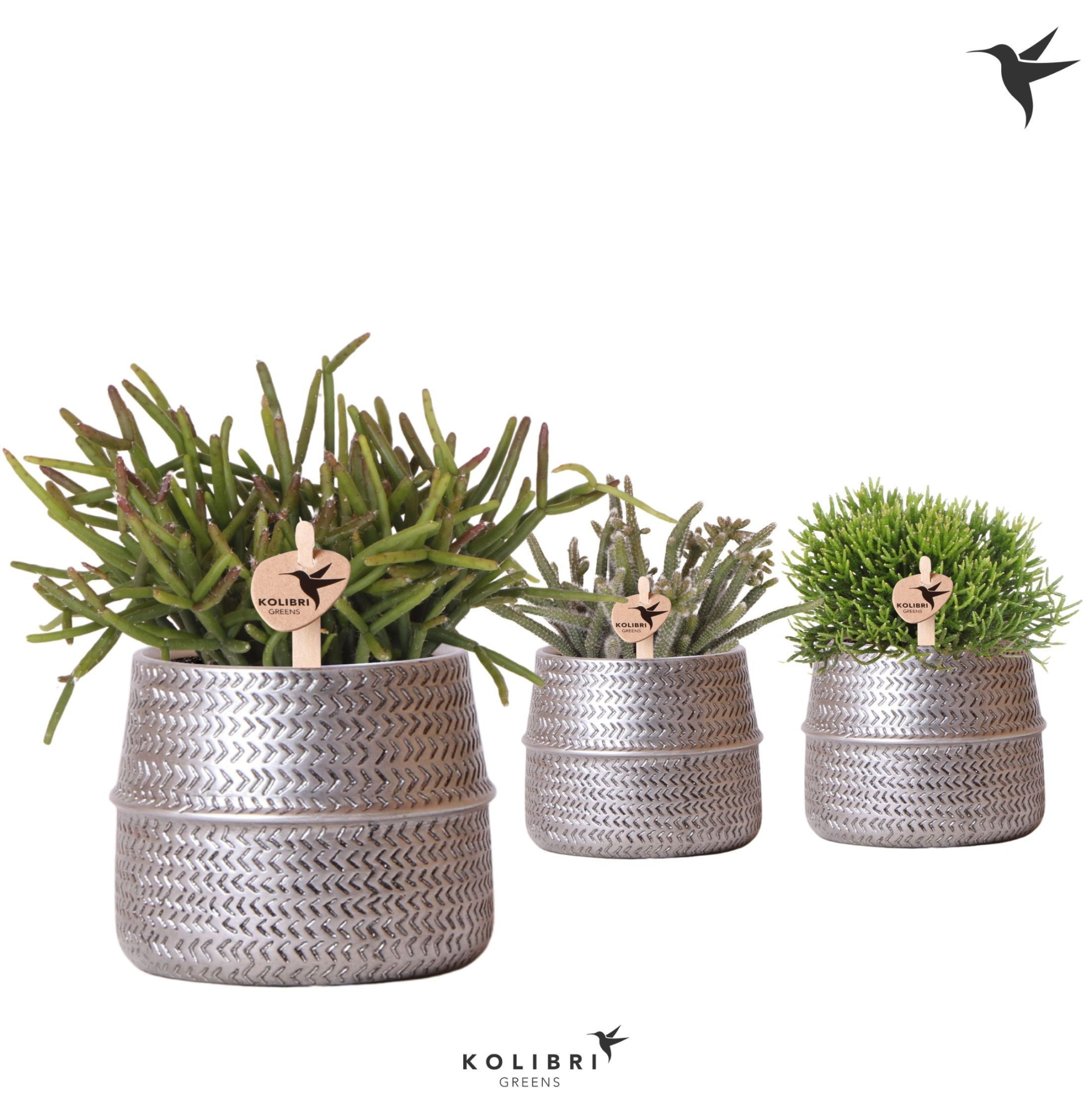 Kolibri Greens Rhipsalis mix in Groove pot silver, D 9 cm